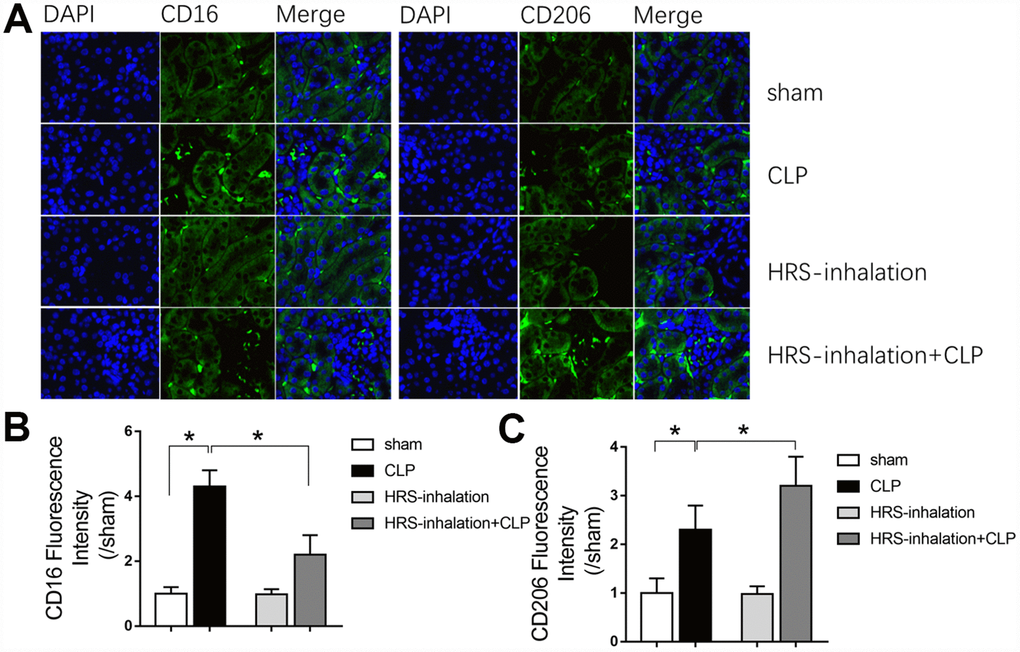 Aerosol inhalation of an HRS altered macrophage polarization in septic kidneys. (A) CD16 and CD206 immunofluorescent staining (×400); (B) gray value for CD16 immunofluorescent staining; (C) gray value for CD206 immunofluorescent staining. n=6 per group. Data are shown as the mean ± SEM. In (B) and (C), significance was calculated by one-way ANOVA with Tukey’s post hoc test, *: P.