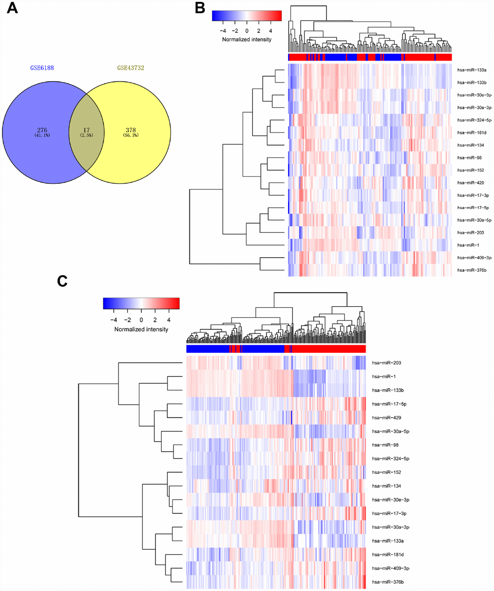 Determination of differentially expressed miRNAs. We analyzed data of two non-coding RNA profiling arrays (ID: GSE43732, GSE6188). Differentially expressed miRNAs with large changes (p1.5) in both arrays were considered to be significantly altered. Results are shown in Venn diagram (A) and heat map (B).