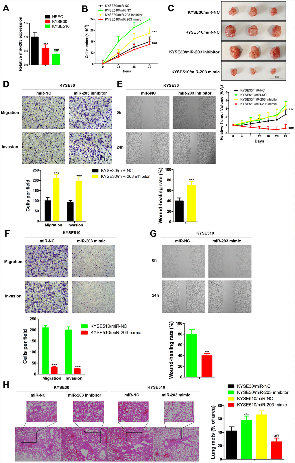 miR-203 inhibits proliferation, migration and invasion of EC cells in vivo and in vitro. (A) miR-203 expression in normal esophageal cell line HEEC and EC cell lines KYSE30 and KYSE510 was determined by qRT-PCR. Data is presented as mean ± SD from three independent experiments. ***p ###p B) Numbers of KYSE30 cells and KYSE510 cells were counted at indicated time post transfected with miR-203 inhibitor, miR-203 mimic or miR-203 negative control (miR-NC). Data is presented as mean ± SD from three independent experiments. ***p###pC) Tumor volume changes of mice with different genetically modified cells. Data are presented as mean ± SD (n=10). ***p###pD) and wound healing assay (E). Cellular migration and invasion of KYSE510 cells were evaluated by transwell assays (F) and wound healing assay (G). Quantification of the numbers of migrating or invading cells is presented as mean ± SD from three independent experiments (×100). ***pH) The changes of lung metastasis of different genetically modified cells. Data is presented as mean ± SD from three independent experiments (×100). ***p###p