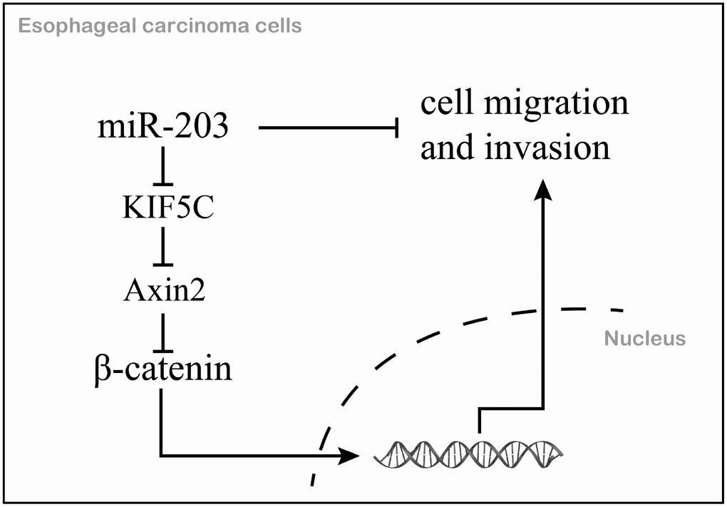 The mechanism schematic diagram of this study.