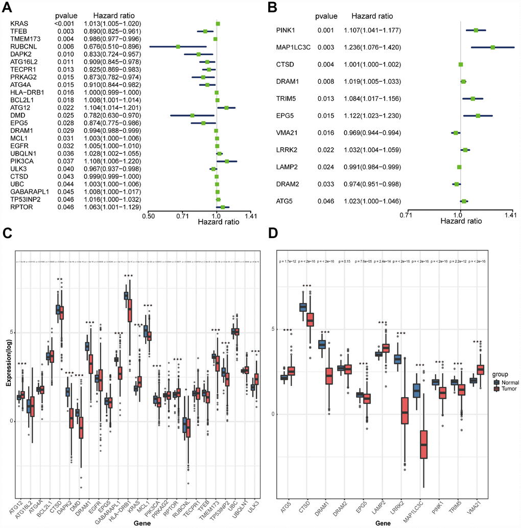 Selection of autophagy genes associated with the survival of lung cancer by univariate Cox regression analysis. (A) Forest plot of autophagy genes associated with TCGA-LUAD survival. (B) Forest plot of autophagy genes associated with TCGA-LUSC survival. (C) Differential expression of the 25 selected genes between normal and LUAD tissues. (D) Differential expression of the 11 selected genes between normal and LUSC tissues.