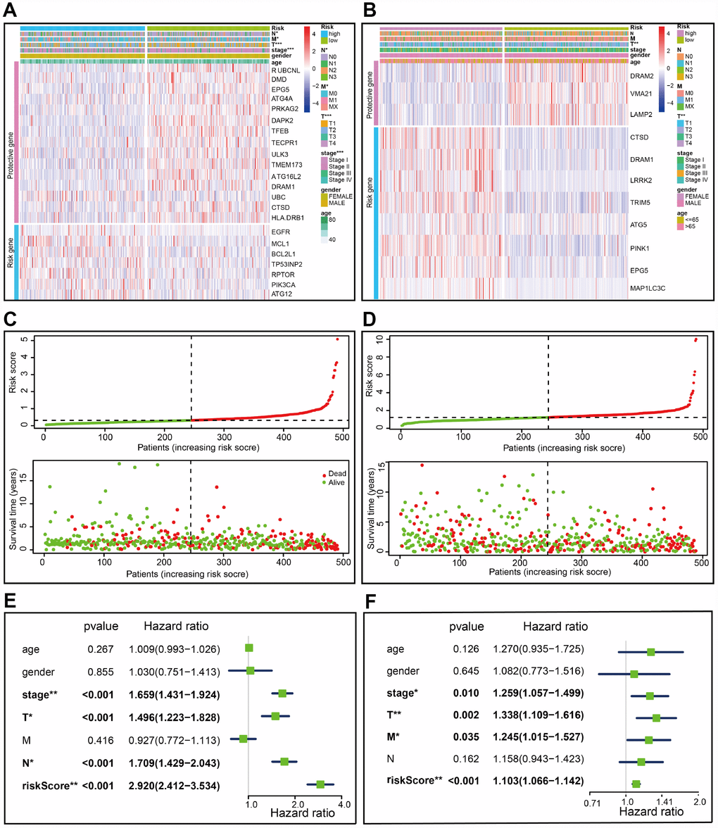 Characteristics of the prognostic gene signature. (A–B) Heatmap of the autophagy-associated gene expression profiles in prognostic signature for TCGA-LUAD (A) and TCGA-LUSC (B). (C–D) The distribution of risk score and patient’s survival time, as well as status for TCGA-LUAD (C) and TCGA-LUSC (D). (C) The black dotted line is the optimum cutoff dividing patients into low risk and high risk groups. (E–F) Univariate Cox regression analysis. Forest plot of the association between risk factors and survival of TCGA-LUAD (E) or TCGA- LUSC (F).