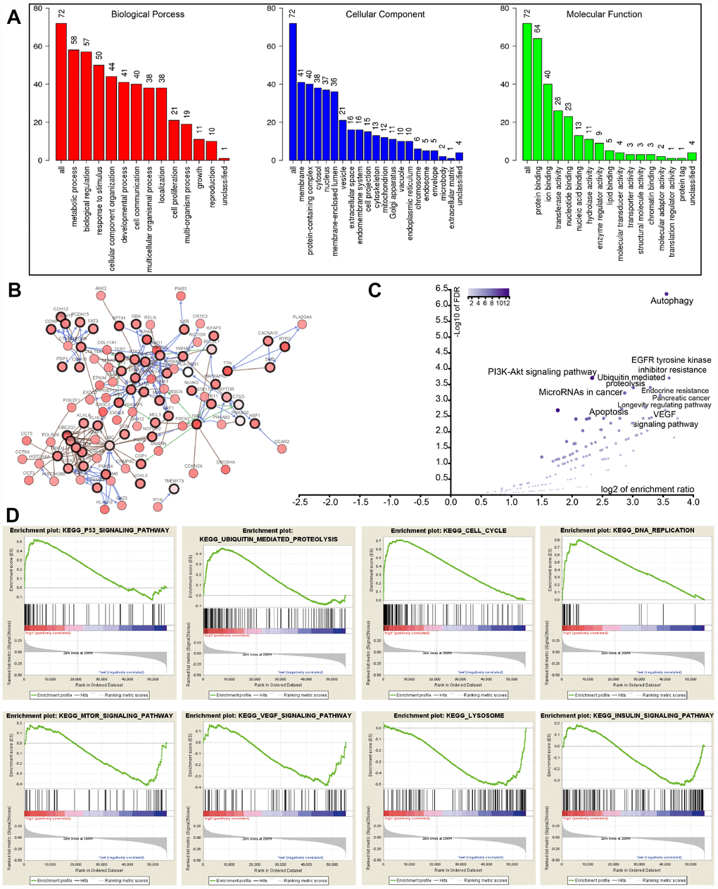 GO, KEGG, and GSEA analysis. (A) GO analysis of 22 autophagy-associated genes and 50 altered neighbor genes. (B) Proteins interacted with the 22 autophagy-associated genes (black circle) in TCGA-LUAD. (C) Volcano of autophagy genes-associated pathways. (D) GSEA analysis of the differentially expressed genes between high and low risk groups.