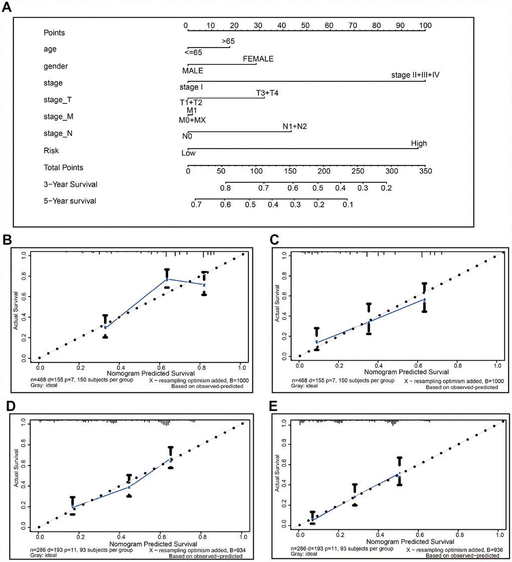 The nomogram to anticipate prognostic probabilities in TCGA-LUAD. (A) The nomogram for predicting OS developed TCGA-LUAD cohort (training set). (B–C) The calibration plots for predicting 3-year (B) and 5-year survival (D) in the training set. The calibration plots of 3-year (D) and 5-year survival (E) in the GSE30219 lung cancer cohort (testing set). The x-axis and y-axis represented nomogram-predicted and actual survival, respectively. The solid line indicated the predicted nomogram and the vertical bars represent a 95% confidence interval.