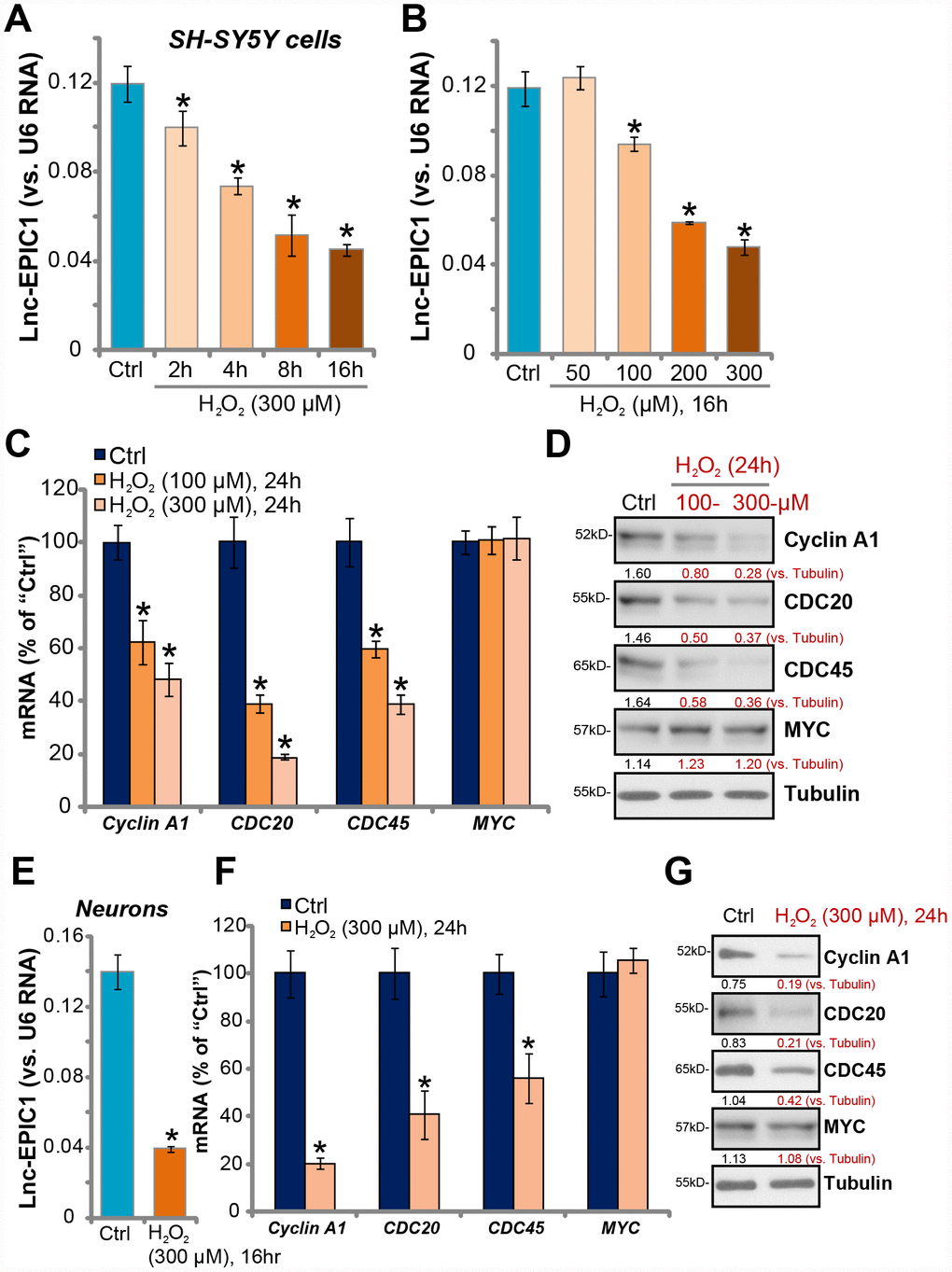 H2O2 downregulates Lnc-EPIC1 in neuronal cells. SH-SY5Y cells (A–D) or the primary human neuron cultures (E–G) were treated with hydrogen peroxide (H2O2, 50-300 μM), cells were further cultured for indicated time periods, expression of Lnc-EPIC1 (A, B and E, vs. U6 RNA) and listed mRNAs (C and F, vs. GAPDH) were tested by qPCR assay. Listed proteins in total cell lysates were tested by Western blotting assay (D and G). Listed proteins were quantified, with the values normalized to Tubulin (D and G). “Ctrl” stands for untreated control cells (same for all Figures). “LDH%” stands for medium LDH ratio, indicating cell death (same for all Figures). Bars stand for mean ± standard deviation (SD, n=5). * P vs. “Ctrl” cells. Experiments in this figure were repeated three times, and similar results were obtained.