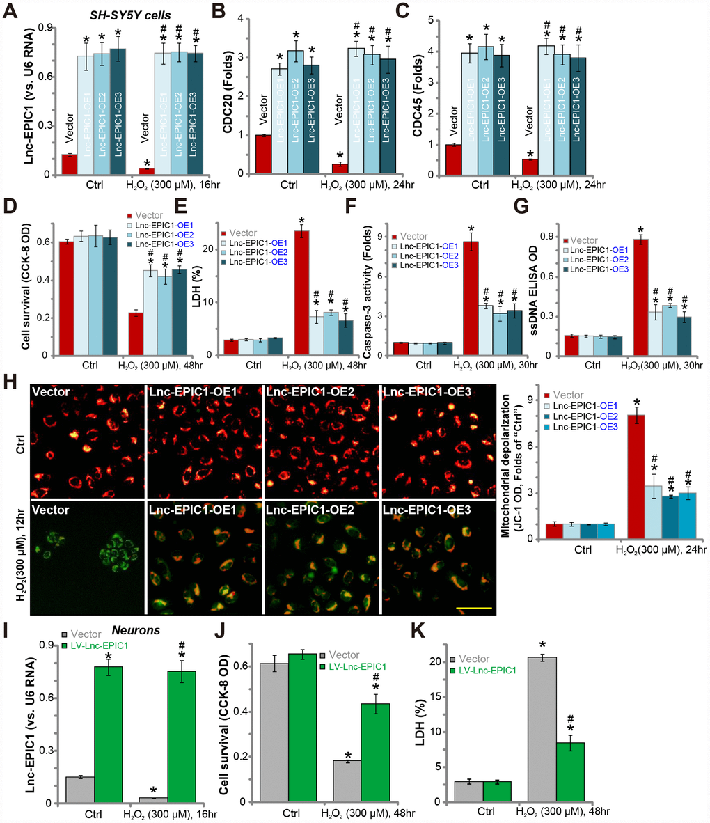 Ectopic overexpression of Lnc-EPIC1 inhibits H2O2-induced neuronal cytotoxicity. Stable SH-SY5Y cells with the lentiviral Lnc-EPIC1-expression construct (three lines, “Lnc-EPIC1-OE-1/-2/-3”) or the vector control cells (“Vector”) were treated with hydrogen peroxide (H2O2, 300 μM), cells were further cultured for indicated time, expression of Lnc-EPIC1 (A) and listed mRNAs (B and C) were tested by qPCR assay; Cell survival (by the CCK-8 assay, D), death (by the LDH assay, E) and apoptosis (by the caspase-3 activity, ssDNA ELISA and JC-1 staining assays, F–H) were tested. The primary human neuron cultures were infected with the lentivirus with Lnc-EPIC1 construct (“LV-Lnc-EPIC1”) or empty vector (“Vector”) for 48h, treated with hydrogen peroxide (H2O2, 300 μM) for applied time, Lnc-EPIC1 expression (I), neuronal survival (by the CCK-8 assay, J) and death (by the LDH assay, K) were tested. Bars stand for mean ± standard deviation (SD, n=5). * P vs. “Ctrl” treatment of “Vector” cells. #P vs. H2O2 treatment of “Vector” cells. Experiments in this figure were repeated three times, and similar results were obtained. Bar= 100 μm (H).