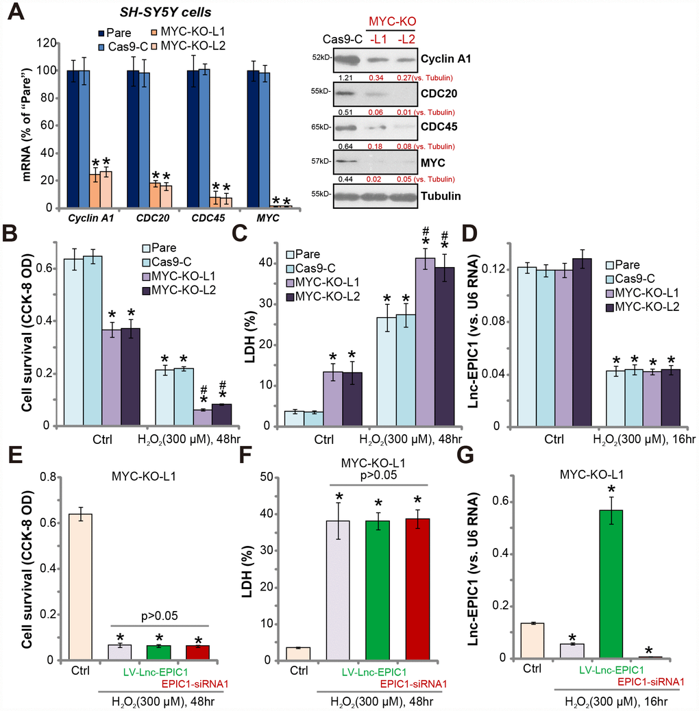 MYC knockout abolishes Lnc-EPIC1-induced actions in H2O2-stimulated neuronal cells. Expression of listed mRNAs and proteins in the stable SH-SY5Y cells with the lenti-CRISPR/Cas9-MYC-KO-GFP constructs (“MYC-KO-L1/L2”) or the control construct (“Cas9-C”) as well as in the parental control cells (“Pare”) were shown (A). Above cells were treated with/without hydrogen peroxide (H2O2, 300 μM) for the applied time, cell viability (by CCK-8 assay, B) and death (by LDH assay, C) were examined; Lnc-EPIC1 levels were tested by qPCR assay (D). “MYC-KO-L1” cells were transfected with lentiviral Lnc-EPIC1 construct (“LV-Lnc-EPIC1”) or Lnc-EPIC1 siRNA-1 (“EPIC1-siRNA1”, 500 nM) for 48h, followed by hydrogen peroxide (H2O2, 300 μM) stimulation for the applied time, cell viability (E), cell death (F) and Lnc-EPIC1 expression (G) were tested. Listed proteins were quantified, with the values normalized to Tubulin (A). Bars stand for mean ± standard deviation (SD, n=5). * P vs. “Ctrl” treatment of “Pare” cells (A–D). * P vs. “Ctrl” treatment (E–G). #P vs. H2O2 treatment of “Pare” cells (A–C). Experiments in this figure were repeated three times, and similar results were obtained.