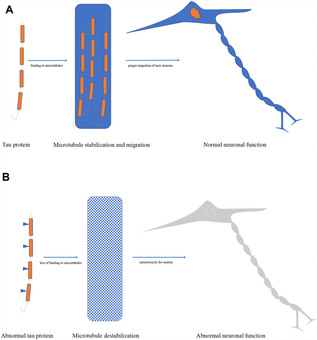 (A) Biological function of tau protein. (B) Pathological role of tau protein.