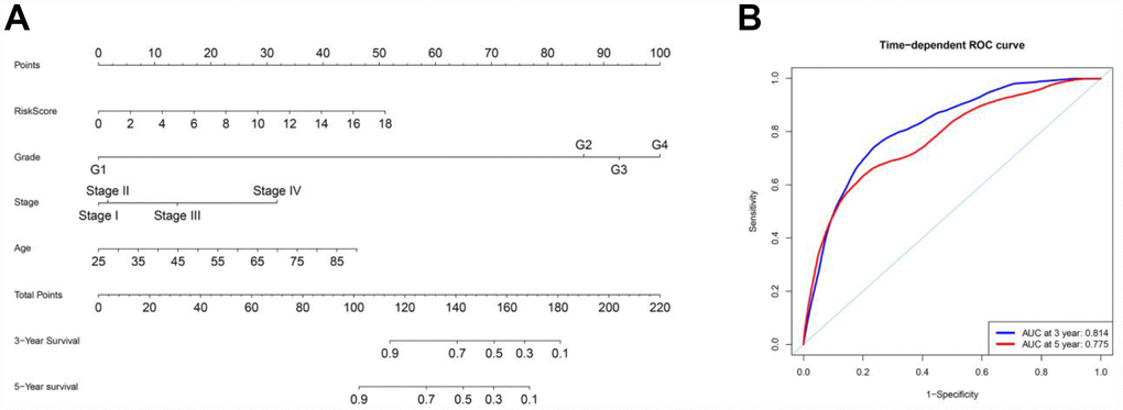 Nomogram and ROC curves for the prediction of prognosis at three and five years in the entire TCGA cohort. (A) Nomogram for OS. (B) ROC curves for OS.