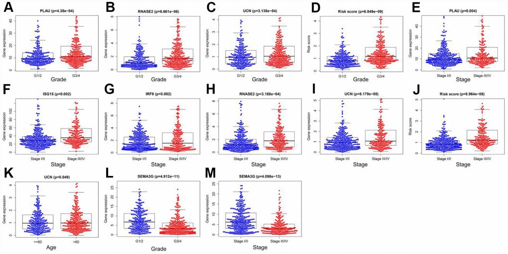 Relationships of the variables in the model with the clinical characteristics of patients in the entire TCGA cohort. (A) PLAU expression and histological grade. (B) RNASE2 expression and histological grade. (C) UCN expression and histological grade. (D) Risk score and histological grade. (E) PLAU expression and pathological stage. (F) ISG15 expression and pathological stage. (G) IRF9 expression and pathological stage. (H) RNASE2 expression and pathological stage. (I) UCN expression and pathological stage. (J) Risk score and pathological stage. (K) UCN expression and age. (L) SEMA3G expression and histological grade. (M) SEMA3G expression and pathological stage.