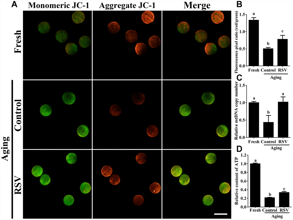 RSV regulates mitochondrial function in aged oocytes. (A) After treatment with RSV, the oocytes were stained with JC-1. Mitochondria that had high MMP were stained red while mitochondria that had low MMP were stained green. Bar = 100 μm. (B) Quantitative analysis of MMP in (A). (C) The effect of RSV on mtDNA copy numbers. The relative mtDNA copy numbers were detected by real time qPCR and normalized to the amount of β-globin. (D) The effect of RSV on ATP production. ATP level was detected as described in the material and method section. All the experiments were conducted in triplicate, and the relative expression data were normalized to embryo numbers per sample. Data are presented as means ± S.E.M of three independent experiments. Different lowercase letters represent the difference of expression levels that are significant (P 
