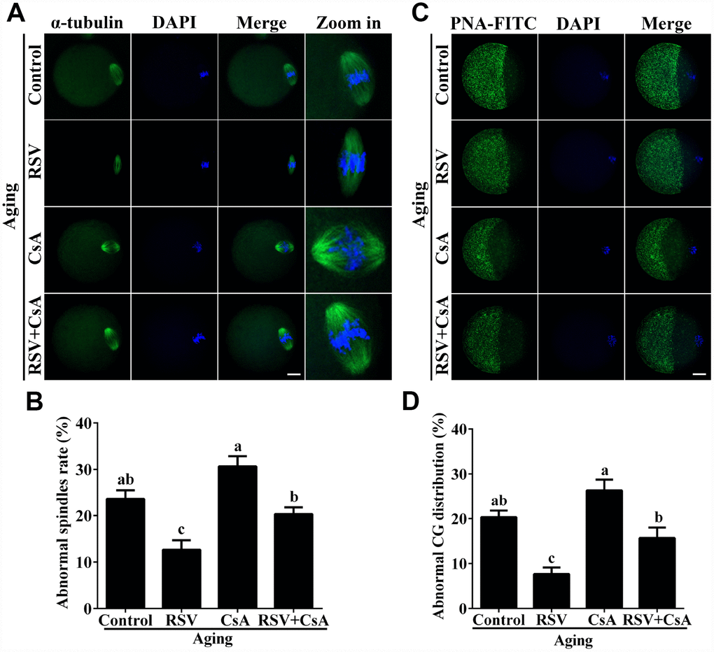 RSV-induced mitophagy regulates spindle morphology and CG distribution. (A) The effect of RSV-induced mitophagy on spindle morphology. After mitophagy blocking by CsA, the spindles were stained by anti-α-tubulin (green), and the chromosomes were counterstained with DAPI. Bar = 50 μm. (B) Quantitative analysis of abnormal spindle rates in (A). (C) The effect of RSV-induced mitophagy on CG distribution. After mitophagy blocking by CsA, the CG distribution was determined by staining with anti-PNA (green), and the chromosomes were counterstained with DAPI. Bar = 50 μm. (D) Quantitative analysis of abnormal CG distribution rate in (C). All the experiments were conducted in triplicates. Data are presented as means ± S.E.M of three independent experiments. Different lowercase letters represent the difference of expression levels that are significant (P 