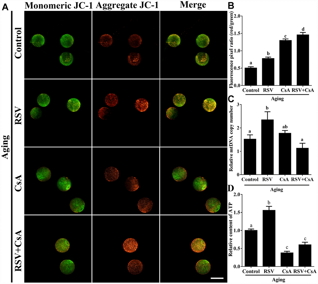 The effect of RSV-induced mitophagy on mitochondrial function. (A) After treatment with CsA, the MMP was detected by JC-1 staining. Mitochondria that had high MMP were stained red while mitochondria that had low MMP were stained green. Bar = 100 μm. (B) Quantitative analysis of MMP in (A). (C) The effect of RSV induced mitophagy on mtDNA copy numbers. The relative mtDNA copy numbers were detected by real time qPCR and normalized to the amount of β-globin. (D) The effect of RSV-induced mitophagy on ATP production. ATP level was detected as described in the material and method section. All the experiments were conducted in triplicate, and the relative expression data were normalized to embryo numbers per sample. Data are presented as means ± S.E.M of three independent experiments. Different lowercase letters represent the difference of expression levels that are significant (P 