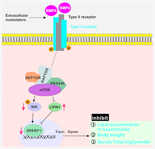 BMP4 may suppress hepatic steatosis and alleviate the development and progression of NAFLD by inhibiting mTORC1 signaling. BMP4 decrease the expression of S6K, p-S6K and SREBF1, while increase the expression of LIPIN1.