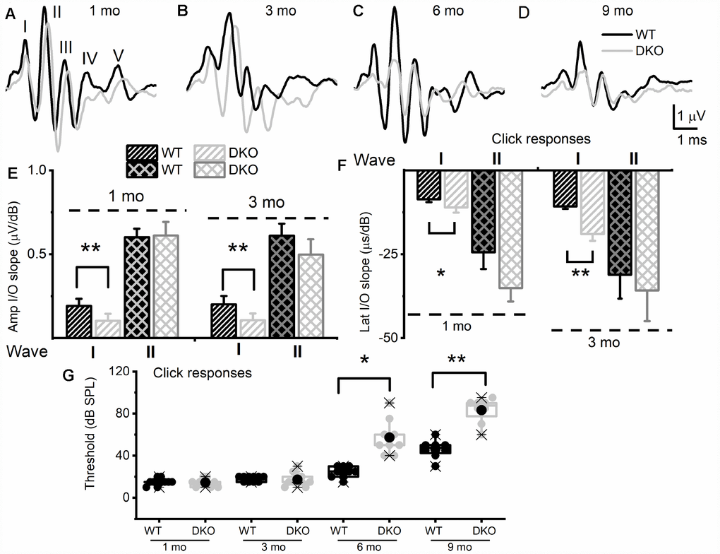 KNa1 DKO mice have reduced and delayed wave I auditory brainstem responses (ABR) but normal absolute thresholds from ages 1 to 3-mo-old in comparison with WT animals, and by 6-mo-old, showed a profound increase in absolute thresholds, relative to the WTs. ABRs were measured in 1-, 3-, 6- and 9-mo old WT and DKO mice. (A–D) Representative ABR traces in response to 80 dB SPL sound clicks are shown for WT (black) and DKO (light grey), at ages 1-, 3-, 6- and 9-mo old as indicated. (E) Average waves I and II amplitudes (input/output, I/O) linear regression slope functions were determined for responses to sound clicks. Wave I, but not wave II, amplitudes were significantly reduced in DKO mice compared to WT mice in response to click sound in 1-mo old. In 3-mo old wave II was significantly different. The mean values for 1-mo old mice for wave I (I/O slope (μV/dB); mean ± SD) were; WT = 0.19 ±.0.04; DKO = 0.10 ± 0.04; n = 11; p  0.0001. Mean wave II values were; WT = 0.60 ±.0.05; DKO = 0.61 ± 0.08; n = 11; p = 0.7. The mean values for 3-mo-old mice for wave I (I/O slope (μV/dB); mean ± SD) were; WT = 0.20 ±.0.05; DKO = 0.11 ± 0.04; n = 11; p  0.0001. Mean wave II values were; WT = 0.61 ±.0.07; DKO = 0.50 ± 0.09; n = 11; p = 0.004. (F) Average waves I and II latency (input/output, I/O) functions versus sound clicks. Wave I latency I/O linear regression slopes were significantly different between WT and DKO mice. The mean values for 1-mo old mice for wave I latency (I/O slope (μs/dB); mean ± SD) were; WT = 8.60 ±.0.82; DKO = 11.05 ± 1.57; n = 11; p  0.0002. Mean wave II values were; WT = 24.40 ±.5.01; DKO = 35.09 ± 4.02; n = 11; p = 0.0001. The mean values for 3-mo old mice for wave I (I/O slope (μV/dB); mean ± SD) were; WT = 10.73 ±.0.73; DKO = 18.93 ± 2.02; n = 11; p  0.0001. Mean wave II values were; WT = 31.09 ±. 7.11; DKO = 35.80 ± 9.12; n = 11; p = 0.192. Additionally, the I/O slope (μV/dB) of wave I amplitude at 6-mos and 9-mos were; WT = 0.16 ± 0.05; DKO = 0.08 ± 0.06; n = 10; p = 0.005 and (9-mos); WT = 0.14 ± 0.08; DKO = 0.05 ± 0.02; n = 10; p = 0.04. The I/O slope (μs/dB) of wave I latency at 6-mos and 9-mos were; WT = 12.37 ± 0.91; DKO = 20.81 ± 3.11; n = 10; p p G) Mean absolute ABR thresholds in response to click stimulus were not statistically significantly different between WT and DKO mice in 1-3 mo old but were significantly different in 6- and 9-mo old mice. The mean values for ABR thresholds for 6-mo old were (dB SPL); WT = 24.44 ± 5.27; DKO = 57.22 ± 16.41; n = 9; p = 0.0002. Mean thresholds for or 9-mo old were; WT 46.25 ± 8.76; DKO = 83.13 ± 11.93; n = 8; p 
