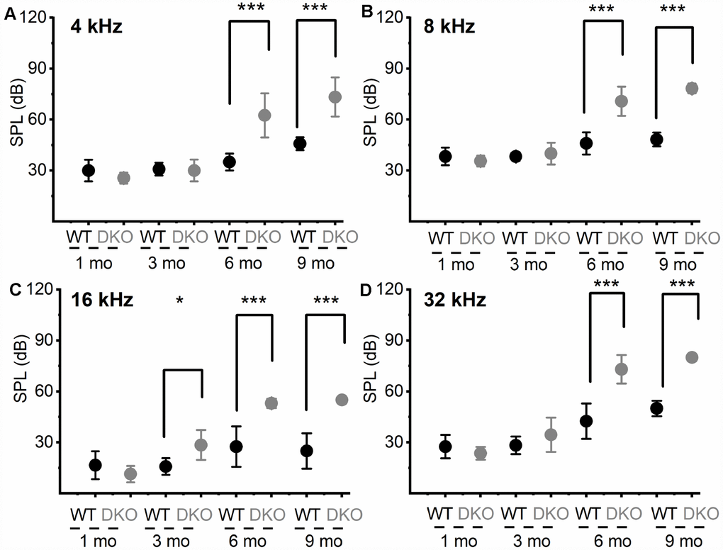 Changes in pure tone responses. (A–D) Mean absolute ABR thresholds in response to pure tones (4, 8, 16 and 32 kHz) were not statistically significantly different between WT and DKO mice in 1- and 3-mo old, but were significantly different in 6- and 9-mo old mice. Summary data are expressed as (mean ± SD), and statistical comparisons are shown. For 4 KHz, the mean thresholds (in dB SPL) at 6 mos were; WT = 35.00 ± 5.00; DKO = 62.50 ± 12.94; n = 8; p = 0.0001. Mean thresholds at 9 mos were; WT = 45.83 ± 3.76; DKO = 73.33 ± 11.55; n = 8; p = 0.0001. For 8 KHz, the mean thresholds (in dB SPL) at 6 mos were; WT = 46.00 ± 6.52; DKO = 70.83 ± 8.60; n = 8; p = 0.0001. Mean thresholds at 9 mos were; WT = 48.30 ± 4.10; DKO = 78.30 ± 2.89; n = 8; p = 0.0001. For 16 KHz, the mean thresholds (in dB SPL) at 3 mos were; WT = 15.83 ± 4.91; DKO = 28.50 ± 8.83; n = 8; p = 0.0032. Mean thresholds at 6 mos were; WT = 27.50 ± 11.90; DKO = 53.00 ± 2.74; n = 8; p = 0.0001. Mean thresholds at 9 mos were; WT = 25.00 ± 10.49; DKO = 55.00 ± 0.00; n = 8; p = 0.0001. For 32 KHz, the mean thresholds (in dB SPL) at 6 mos were; WT = 42.50 ± 10.40; DKO = 73.84 ± 8.37; n = 8; p = 0.0001. Mean thresholds at 9 mos were; WT = 50.00 ± 4.47; DKO = 80.00 ± 0.00; n = 8; p = 0.0001.