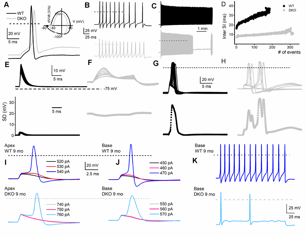 Membrane properties of SGNs from WT and DKO mice. To minimize experimental variabilities, SGN recordings were performed using mice, with recorded ABR. Current-clamp recordings were performed on SGNs isolated from the basal and apical one-third of the cochlea from 1-, 3-, 4-5- (not shown), 6- and 9-mo old WT and DKO mice. (A) Action potentials (AP) evoked from 1-mo-old SGNs isolated from cochlear apical turn from WT (black trace) and DKO (grey trace) mice. Both the resting membrane potential (RMP) and AP amplitude were significantly altered in WT versus DKO SGNs. RMP of apical SGNs; WT, -65 ± 3 mV, n = 31; DKO, -58 ± 2 mV, n = 27; p p p p B, C) Examples of slow adapting SGNs isolated from a 1-mo-old basal cochlear turn. For the example shown in (B) typical spike frequency (in Hz) for WT SGNs = 45 ± 7 (n = 17) and DKO = 67 ± 11 (n = 21); p D) The dairy plot of the inter-spike interval of slow adapting SGNs from WT and DKO. (E, F) 50 consecutive subthreshold depolarization (0.075 nA current injection) of WT SGNs (E, black traces), and DKO (F, grey traces), demonstrating the extent of membrane jitters. Plotted below is the corresponding standard deviation. (G, H) 30 consecutive suprathreshold depolarization (0.2 nA current injection; interstimulus interval, 2s) of WT SGNs (G, black traces), and DKO (H, grey traces), demonstrating the extent of membrane jitters in evoked APs. Plotted below is the corresponding standard deviation. DKO membrane voltage is pre-disposed to increased membrane jitters. (I, J) APs evoked in SGNs from 9-mo old WT (upper panel) cochlea were generally slower to initiate and larger in amplitude compared to those evoked in SGNs from DKO (lower panel) cochlea. The magnitudes of the injected current are indicated. (K) Across SGNs, the excitability of DKO SGNs has plummeted by several-fold. For the example shown, the spike frequency was reduced by ~7-fold.
