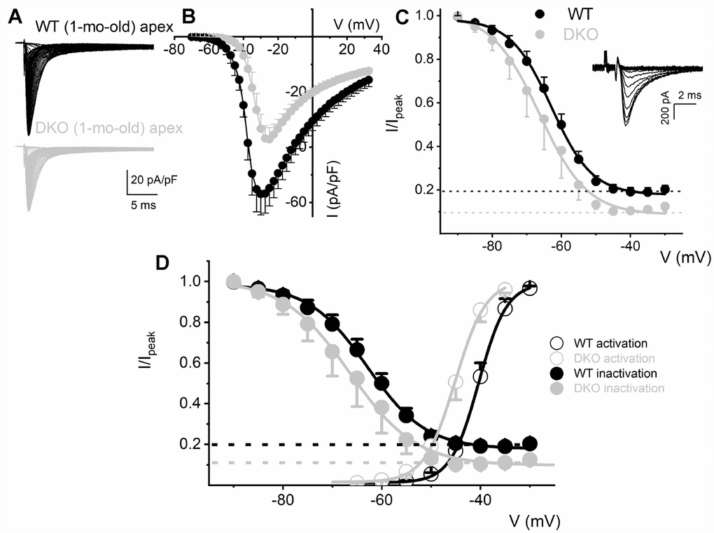 Reduced Na+ current density and available current in KNa1 DKO SGNs. (A) Whole-cell inward Na+ currents were elicited using depolarizing steps from -70 mV to 35 mV (ΔV = 2.5 mV). The currents were normalized to individual membrane capacitance (Cm), were recorded from 1-mo-old mice using apical SGNs from WT (shown with black traces) and DKO (shown with grey traces). Data were generated from 19 SGNs from each experimental group. (B) We observed consistent differences in peak Na+ current (I)- voltage (V) relation among WT (●) apical and DKO (●) SGNs. (C) Voltage-dependent inactivation was tested at -10 mV, using pre-pulse voltages ranging from -90 mV to 60 mV (ΔV = 5 mV) (see representative traces, inset). The mean normalized peak recovered-current versus voltage relation for WT (black line and symbol) and DKO (grey line and symbol) SGN from apical third of the cochlea are plotted (n = 9). The half-inactivation potentials (V1/2) were measured by fitting plots to the Boltzmann function. The V1/2 for WT was -62.9 ± 2.5 mV and the slope factor k, was, 6.2 ± 0.7 mV (n = 11) and DKO was -66.3 ± 2.7 mV and the slope factor k, was 6.9 ± 0.3 mV (n = 13). (D, E) WT (D) and DKO (E) activation and inactivation curves to illustrate window current and sustained/persistent Na+ currents available for activation of KNa1 current. The activation curves for Na+ currents from WT and DKO were fitted with the Boltzmann function. The V1/2 for activation WT SGN was -40.4 ±3.6 mV, and the slope factor k, was 2.9 ± 0.5 mV (n = 9) and DKO was -45.1 ± 4.8 mV, and the slope factor k, was 3.08 ± 0.8 mV (n = 11).