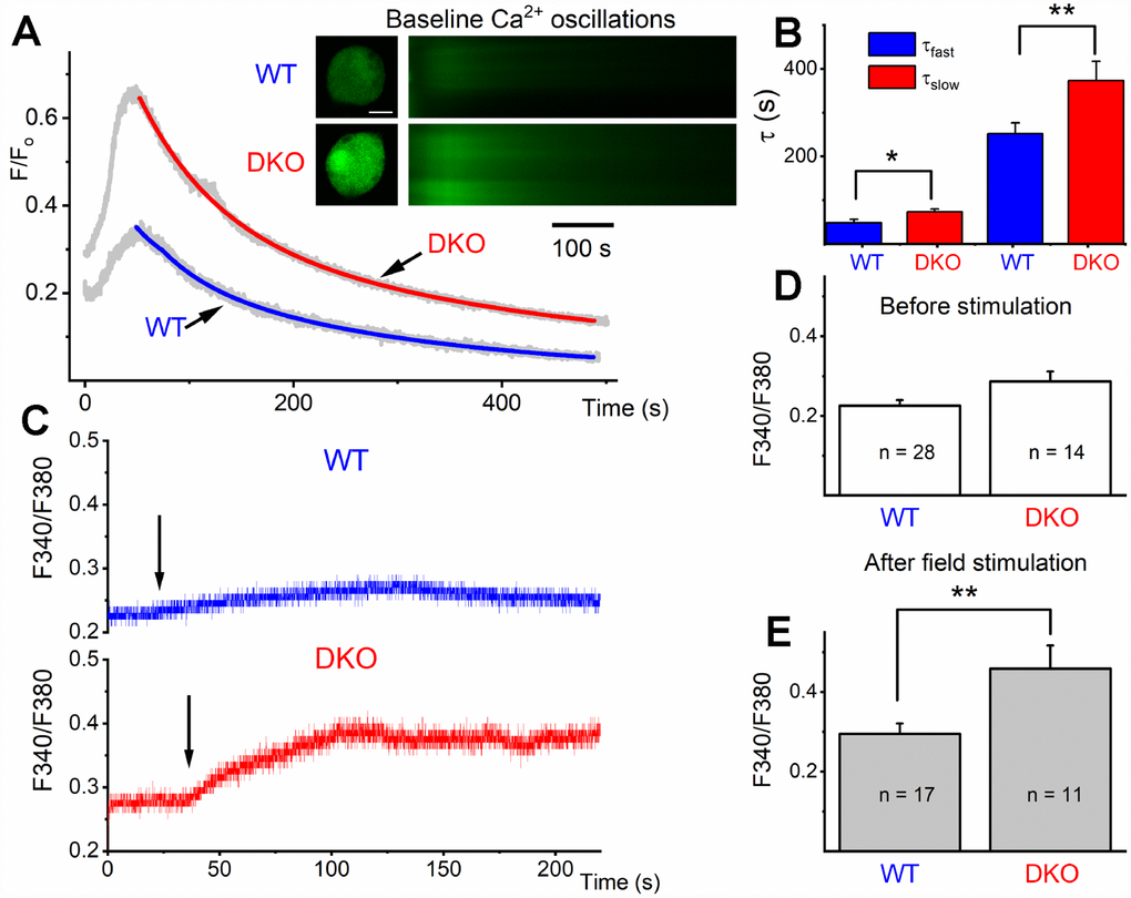 Ca2+ transients in 1-mo old SGNs from WT and DKO mice. (A) Representative examples of line-scan images (inset) captured from unstimulated but spontaneous Ca2+ oscillations showing Ca2+ transients recorded from WT (upper panel, in black) and DKO (lower panel, in gray) SGNs. Sample records show SGN loaded with Fluo 4. (B) Summary data for the fast and slow time constant (τ1 and τ2) of the Ca2+ transient decay at baseline using two exponential functions. The τ1 (ms) for WT = 48.4 ± 7.9; DKO = 73.2 ± 6.3; n = 19 (p = 0.019): and τ2 (ms) for WT = 251.7 ± 24.5; DKO = 373.3 ± 44.2; n = 17 (p = 0.022). (C) Sample records show a region of interest (ROI) of ratiometric Fura 2 assessment of field potential (10V/4Hz) depolarization of WT and DKO SGN (arrows show the time of stimulation). Recovery after field stimulation had ~500-1000s time course (not shown). (D, E) Summary data for the amplitude of the total Ca2+ at baseline and after field stimulation in WT and DKO SGNs (1-mo old apical neurons). The F340/380 for WT before field stimulation = 0.23 ± 0.01 (n = 28); DKO = 0.29 ± 0.03; n = 14 (p = 0.029): and after field stimulation WT = 0.29 ± 0.03 (n = 17); DKO = 0.46 ± 0.06; n = 11 (p = 0.007). Significant differences between genotypes were determined using unpaired two-tailed t-test.