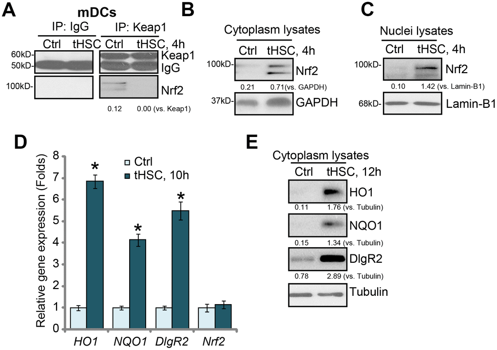 tHSCs co-culture induces Nrf2 signaling activation in mDCs. The bone marrow-derived dendritic cells (mDCs) were co-cultured with/without tumor HSCs (tHSCs; mDCs to tHSCs ratio, 20: 1) for applied time, Nrf2-Keap1 association was tested by the co-immunoprecipitation (“Co-IP”) (A); Expression of listed proteins in cytoplasm lysates (B and E) and nuclei lysates (C) were tested by Western blotting; Expression of listed mRNAs was tested by qPCR (D). Listed proteins were quantified and normalized to the loading control (A–C, E). Lamin-B1 is a nuclear marker protein (C). “Tubulin” stands for the loading control β-Tubulin (Same for all Figures). Data are presented as the mean ± standard deviation (n=5). “Ctrl” stands for mDCs only (no tHSCs stimulation). * P 
