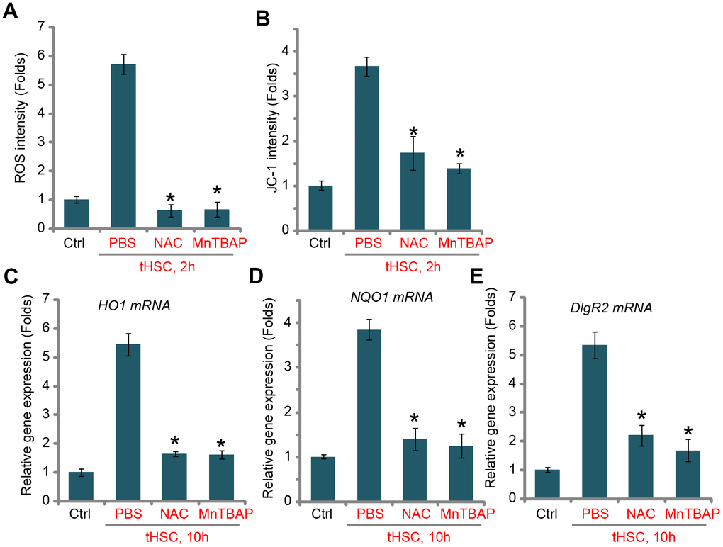 tHSCs-induced Nrf2 activation and DIgR2 expression in mDCs is associated with reactive oxygen species (ROS) production. The bone marrow-derived dendritic cells (mDCs) were pretreated for 1h with N-acetylcysteine (NAC, 500 μM) or MnTBAP (40 μM), followed by co-culture with tumor HSCs (tHSCs; mDCs to tHSCs ratio, 20: 1) for applied time, the ROS contents and mitochondrial depolarization were tested by H2DCFDA dye (A) and JC-1 dye (B) assays, respectively; Relative expression of listed genes were tested by qPCR assay (C–E). “Ctrl” stands for mDCs only. “PBS” stands for vehicle control PBS. Data are presented as the mean ± standard deviation (n=5). * P 