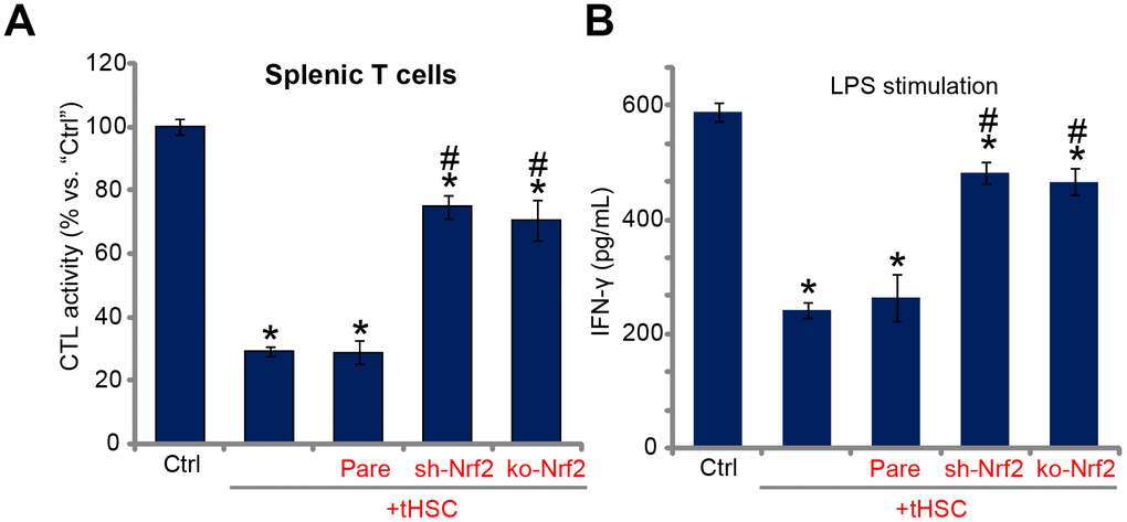 Nrf2 activation mediates splenic T cell inhibition by tHSCs-stimulated mDCs. The stable bone marrow-derived dendritic cells (mDCs), with Nrf2 shRNA (“sh-Nrf2”) or Nrf2 KO construct (“ko-Nrf2”) as well as the parental control mDCs (“Pare”) were co-cultured with tumor HSCs (tHSCs) for 24h; Stimulated mDCs were then co-cultured with splenic T cells; OVA-II peptide CTL assay activity (after 24h, A) and LPS (100 ng/mL)-induced IFN-γ production (after 24h, B) were tested. Data are presented as the mean ± standard deviation (n=5). “Ctrl” stands for mDCs only. * P # P 
