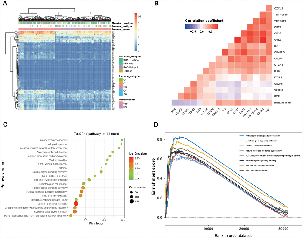 Clinical significance and biological function of the immunoscore. (A) Hierarchical clustering of 138 immune-related gene in 468 melanoma patients from the TCGA dataset. (B) Correlation matrix of immunoscore and the expression of certain immune-related genes. The color of each cell indicates the value of the corresponding Pearson correlation coefficients. (C) Bubble plot of the top 20 biological pathways and processes enriched in the high-immunoscore group using the gene set of “c2.cp.kegg.v6.1.symbols”. The legend shows the values of gene number and -log 10- transformed P-values; all P-values D)Gene set enrichment analysis reveals the 8 antitumor immune pathways enriched in the high-immunoscore group.