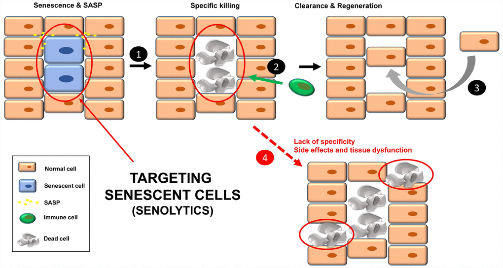 Treatment with senolytics to specifically kill senescent cells (1). Over time, these apoptotic bodies will be cleared by the immune system (2). Finally, a regenerative process will lead to normal tissue functions (3). Normal cells could be affected by either the lack of specificity of the senolytics or chronic treatment, leading to tissue dysfunction (4).