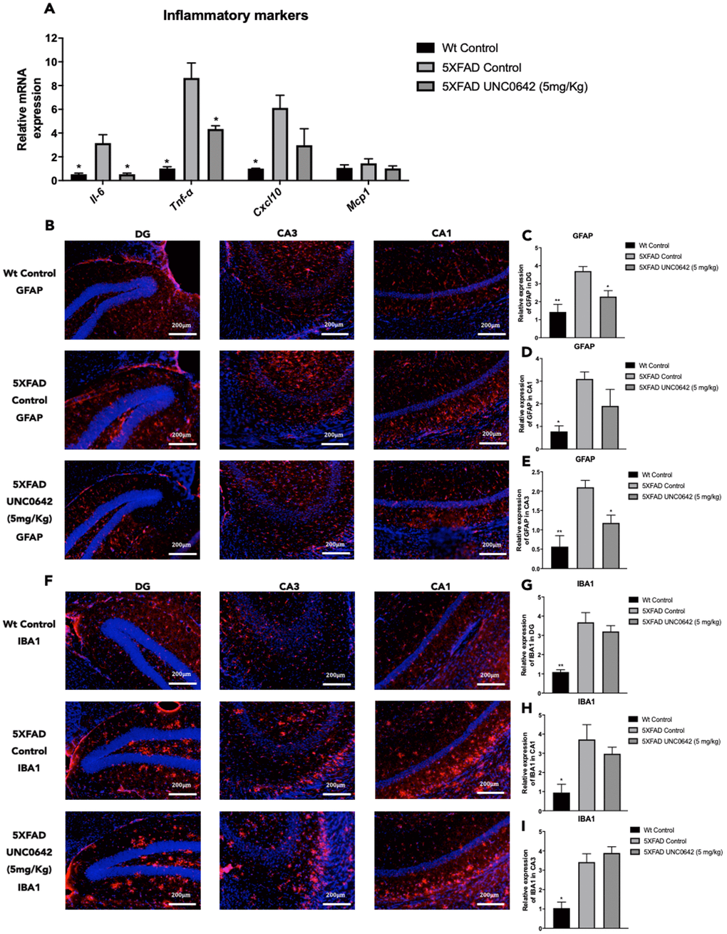 Representative gene expression of inflammatory markers for Il-6, Tnf-α, Cxcl10, and Mcp1 (A). Representative images for GFAP (B) and IBA1 immunostaining (F) and quantifications for GFAP on the bar chart (C, E), and for IBA1 (G–I). Gene expression levels were determined by real-time PCR. Values represented are mean ± Standard error of the mean (SEM); (n = 4-6 for each group). DG: Dentate Gyrus. Scale bar for immunohistochemical images is 200 μm. *p**p