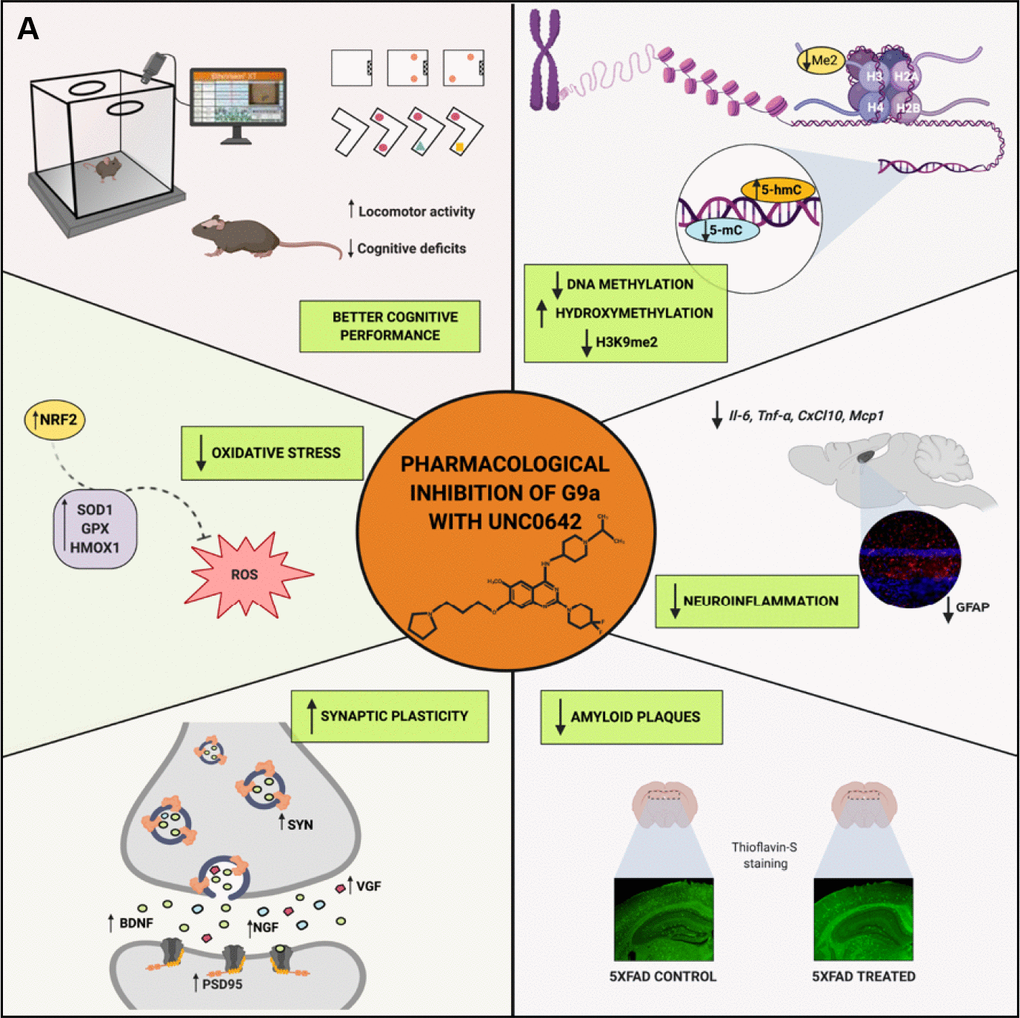 Scheme of epigenetic and molecular mechanisms changed in 5XFAD mice induced by pharmacological inhibition of G9a/GLP by UNC0642 “Created with BioRender.com” (A).