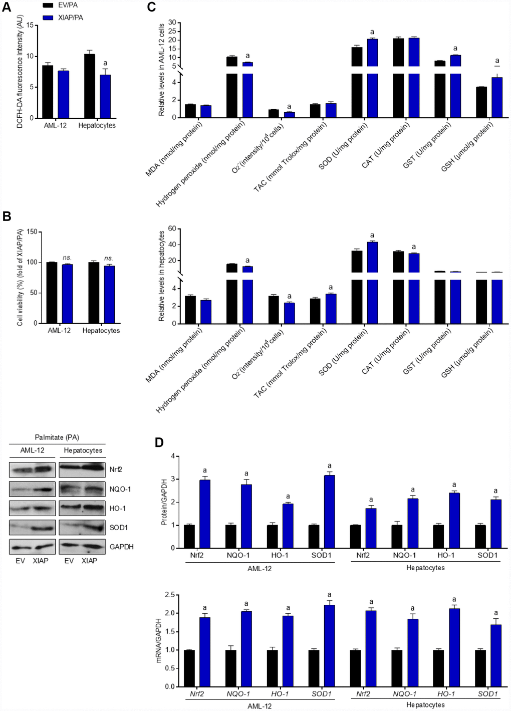 Over expression of XIAP restrains PA-induced oxidative stress in vitro. AML-12 and primary hepatocytes were transfected with pUNO1/XIAP plasmid for 24 h, followed by PA (250 μM) treatment for additional 24 h. Subsequently, further studies were detected. (A and B) Determination of cellular ROS production and cell viability. (C) Calculation of cellular MDA, H2O2, O2- levels, TAC, SOD, CAT, GST and GSH activities. (D) Western blot and qPCR analysis showed the alteration of SOD1, NQO-1, HO-1 and Nrf-2 in cells treated as described. For all bar plots shown, data are expressed as the mean ± SEM. n = 8 per group. ap 