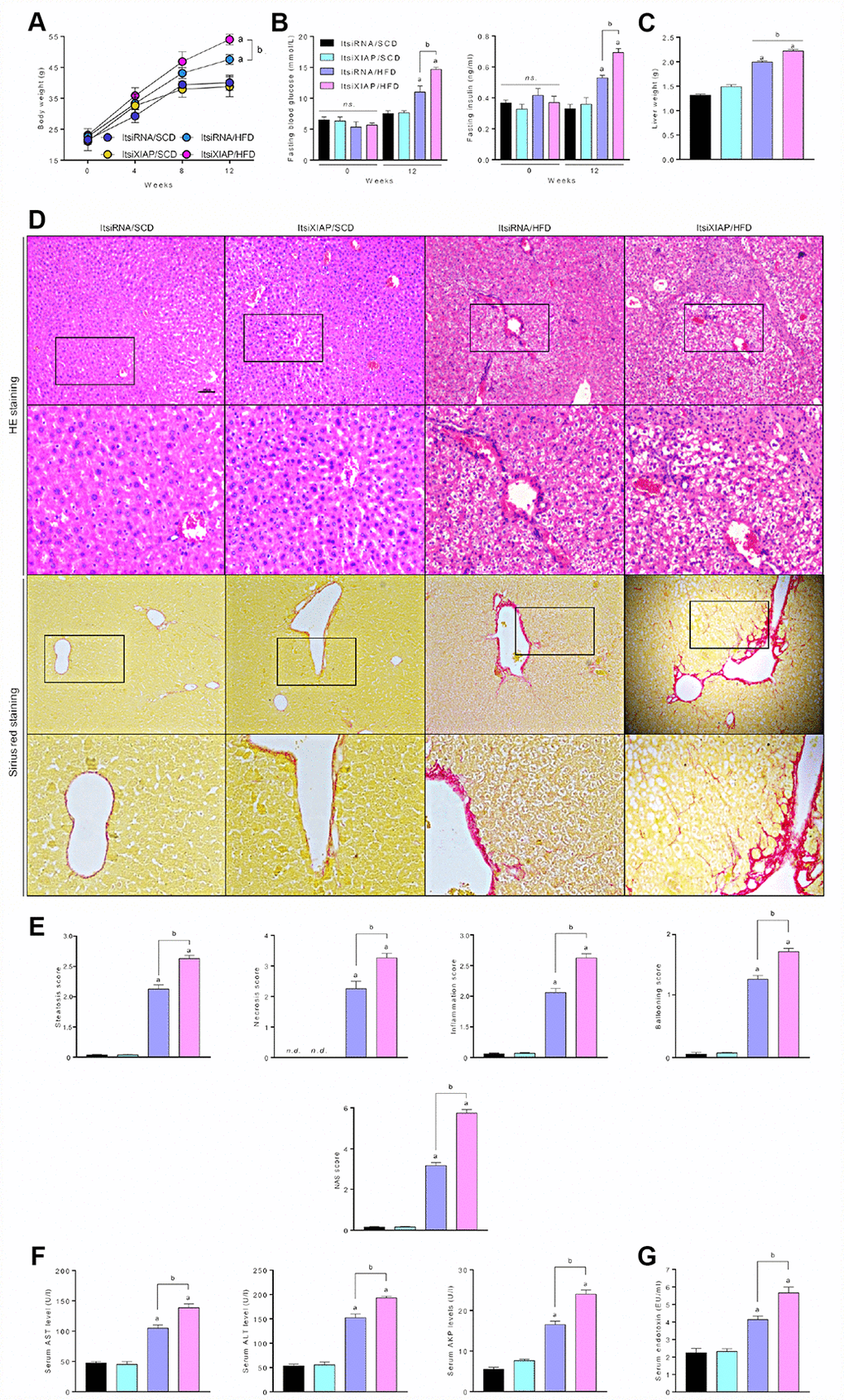 XIAP blocking promotes metabolic syndrome and hepatic steatosis in HFD-fed mice. (A) Alteration of mice body weight in ItsiRNA or ItsiXIAP, and co treated with prolonged HFD ingestion group was examination every 4 weeks. (B) Fasting blood glucose levels (left) and fasting serum insulin levels (right) in mice fed with NCD or HFD for 0 or 12 weeks. (C) The ratio of liver weight to body weight was measured. (D) Representative hematoxylin-eosin (HE)-stained and sirius red-stained liver sections. (E) The steatosis, necrosis, inflammation, ballooning and NAS score were quantified. (F) Serum AST, ALT, AKP and (G) Serum endotoxin at 12 weeks were measured. For all bar plots shown, data are expressed as the mean ± SEM. n = 8 per group. ap bp n.s., no significant difference.