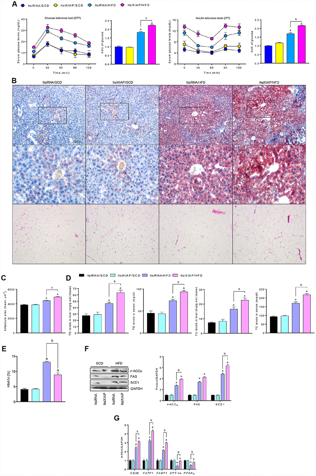 XIAP knockdown aggravates HFD-induced hepatic dysfunction. (A) Glucose tolerance test (GTT) with area under curve (AUC) (Left), and insulin tolerance tests (ITT) with area under curve (AUC) (Right) in mice fed with SCD or HFD were measured. (B) Representative Oil-Red-O-stained images of liver sections (top and medium) and HE-stained adipose tissue (bottom) from each group of mice after SCD or HFD treatment at 12 weeks. (C) The quantification of adipocyte area. (D) Serum lipid (including TG and TC), liver lipid (including TG and TC) levels and glycosylated hemoglobin (E) were assessed. (F) Representative western blot analysis for the expression of p-ACCα, FAS and SCD1 in the livers from each group of mice. (G) qPCR analysis for genes involved in fatty acid metabolism (CD36, FATP1, FABP1, CPT-1α and PPARα) in the livers of mice were performed. For all bar plots shown, data are expressed as the mean ± SEM. n = 8 per group. ap bp 