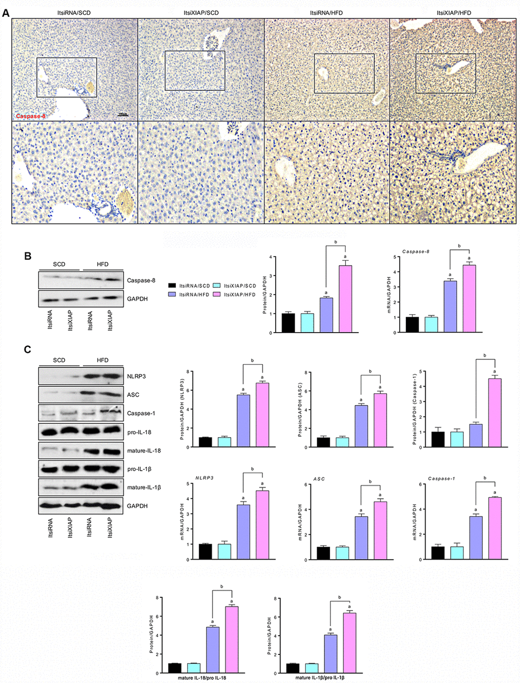 Impairment of XIAP enhances HFD-hepatic inflammation by up regulation of NLRP3 activity. (A) Representative images of immunohistochemical analysis for Caspase-8 in liver tissue sections. (B) Representative western blot analysis (left) and quantification (right) of the expression of Caspase-8 in liver tissues. (C) Representative western blot analysis (left) and quantification (right) of the expression of NLRP3 inflammasome (NLRP3, ASC, and Caspase-1) in liver tissues, and bands for pro-IL-18, mature-IL-18, pro-IL-1β and mature-IL-1β. For all bar plots shown, data are expressed as the mean ± SEM. n = 8 per group. ap bp 