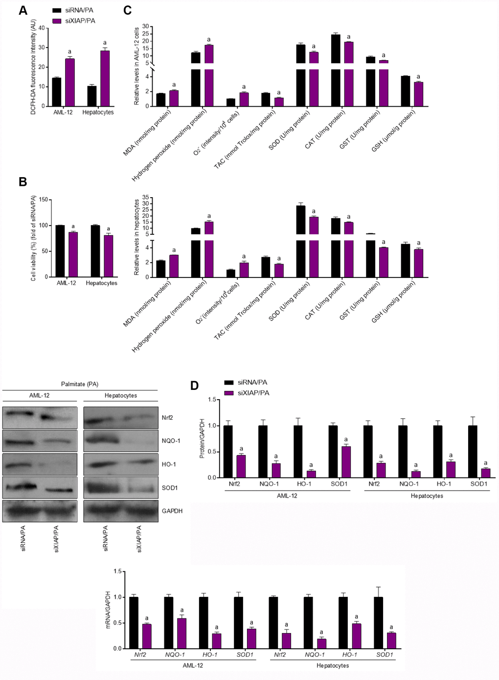Functional loss of XIAP contributes to PA-induced oxidative stress in vitro. AML-12 and primary hepatocytes were transfected with XIAP siRNA for 24 h, followed by PA (250 μM) treatment for additional 24 h. Subsequently, further studies were carried out. (A and B) Determination of cellular ROS production and cell viability. (C) Calculation of cellular MDA, H2O2, O2- levels, TAC, SOD, CAT, GST and GSH activities. (D) Western blot and qPCR analysis showed the alteration of SOD1, NQO-1, HO-1 and Nrf-2 in cells treated as described. For all bar plots shown, data are expressed as the mean ± SEM. n = 8 per group. ap 