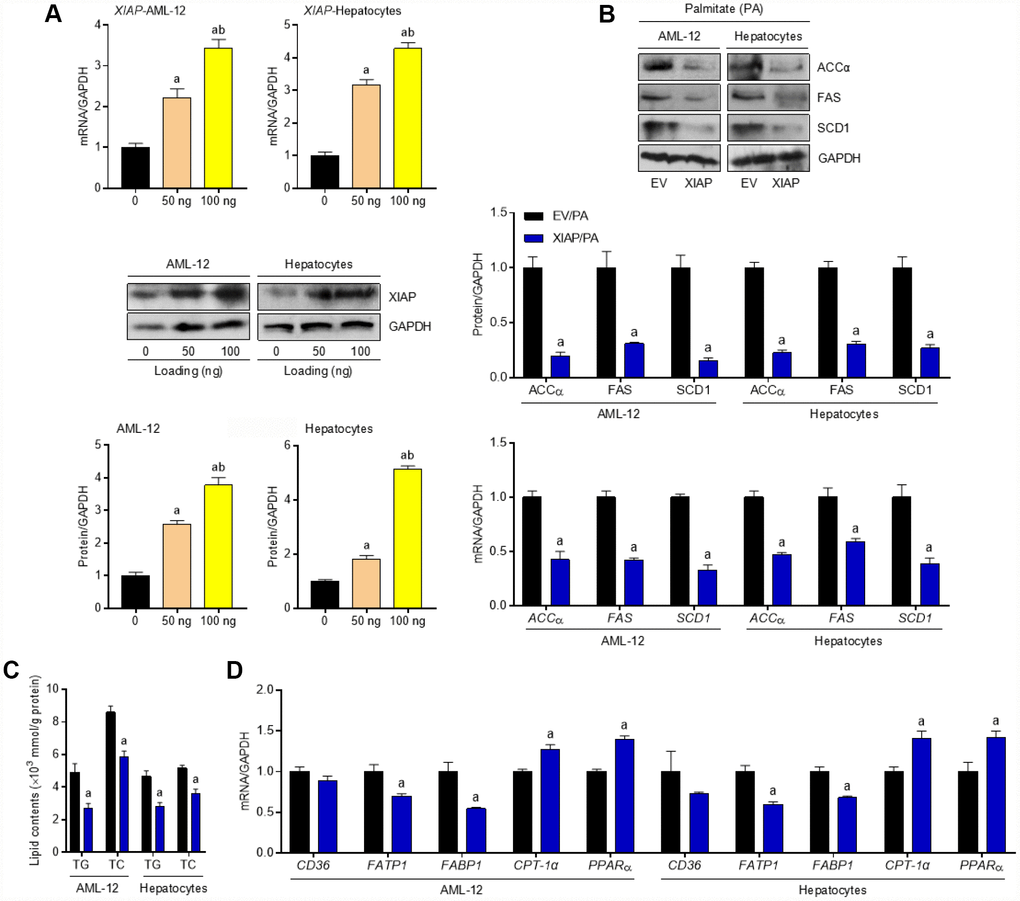 Activation of XIAP alleviates dyslipidemia in PA-treated cells in vitro. AML-12 and primary hepatocytes were transfected with pUNO1/XIAP plasmid for 24 h, followed by PA (250 μM) treatment for additional 24 h. (A) Transfection efficacy calculation using qPCR and western blot detection in 50 ng or 100 ng plasmid-treated cells. (B) After transfection with 100 ng vectors, representative western blot and qPCR analysis of the expression of ACCα, FAS and SCD1 in PA-induced hepatocytes and AML-12 cell line. (C) Determination of cellular TG and TC levels in AML-12 and hepatocytes was next detected. (D) qPCR analysis for genes associated with fatty acid metabolism, including CD36, FATP1, FABP1, CPT-1α and PPARα, in cells treated as indicated. For all bar plots shown, data are expressed as the mean ± SEM. n = 8 per group. ap 