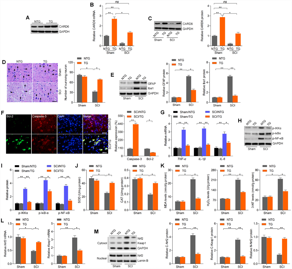 CARD6 up-regulation alleviates SCI in mice. (A) Western blot analysis of CARD6 protein expression in lumbar spinal tissues from CARD6-NTG or CARD6-TG mice. (B) RT-qPCR and (C) western blot analysis of CARD6 expression levels in lumbar spinal tissues from CARD6-NTG or CARD6-TG mice with or without SCI. (D) Nissl staining of lumbar spinal cords in the ventral horn of gray matter from mice 3 days after SCI. The number of survived neuron was quantified. Scale bar: 100 μm (black arrows: the normal surviving neurons). (E) Western blot analysis was used to calculate GFAP and Iba-1 protein expression levels in the lumbar spinal cord segments. (F) Representative images of Caspase-3 and Bcl-2 double staining by IF in dorsal horn of mice. The relative expression of Caspase-3 and Bcl-2 was quantified. Scale bar: 100 μm. (G) RT-qPCR analysis of TNF-α, IL-1β and IL-6 mRNA levels in the lumbar spinal cord segments. (H, I) Western blot analysis of p-IKKα, p-IκBαand p-NF-κB protein expression levels in the lumbar spinal cord segments. Measurements of (J) SOD, CAT, (K) MDA, H2O2 and 3-NT in spinal cords of mice at 3 days after SCI. (L) RT-qPCR analysis of Nrf2 and Keap1 mRNA expression levels in the lumbar spinal cord segments. (M) Western blot analysis for cytosolic Nrf2 and Keap1, and nuclear Nrf2 protein expression levels in the lumbar spinal cord segments. Data represented means ± SEM (n=8 each group). *p **p 