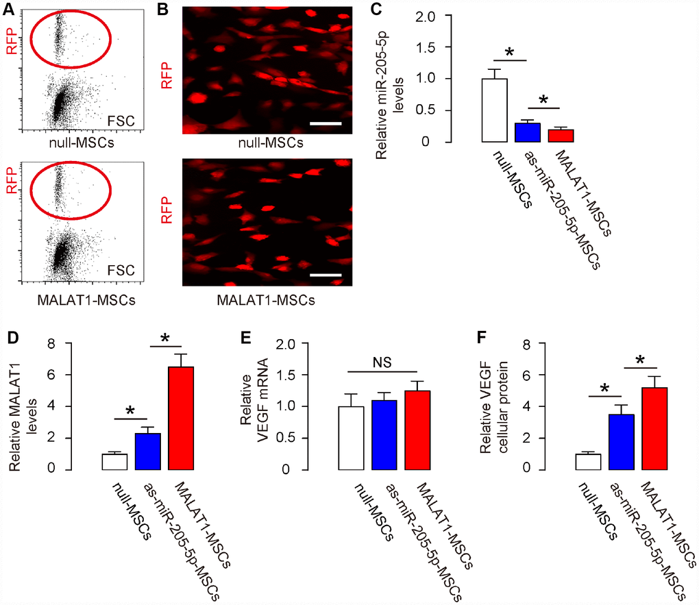 Ectopic expression of MALAT1 reduces miR-205-5p and improves VEGF translation in human MSCs in vitro. (A, B) Human MSCs were transduced with AAVs carrying either as-miR-205-5p, or MALAT1, or null as a control. All vectors co-expressed an RFP reporter. The transduced MSCs were purified based on RFP expression by flow cytometry (A) and exhibited red fluorescent in culture (B). (C, E) RT-qPCR for miR-205-5p (C), or MALAT1 (D), or VEGF (E) in null-, or as-miR-205-5p-, or MALAT1- transduced MSCs by RT-qPCR. (F) Cellular VEGF protein was determined by ELISA in null-, or as-miR-205-5p-, or MALAT1- transduced MSCs. *p