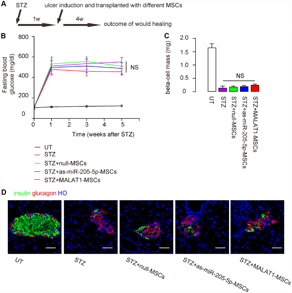 Nether depletion of miR-205-5p nor MALAT1 overexpression in grafted MSCs reverses diabetes. The effects of miR-205-5p-depletion or MALAT1 overexpression in MSCs on their therapeutic potential in DF were assessed. (A) Schematic of the model: NOD/SCID mice received STZ to develop diabetes. One week later, ulcers were generated in the right limp and the mice received on-site intradermal transplantation of either MSCs. The mice were followed up for 4 weeks before analysis. N=10 in each group. (B) Fasting blood glucose (C) Beta cell mass (D) Representative images for insulin immunostaining. NS: non-significant. N=10. Scale bars are 30 μm.