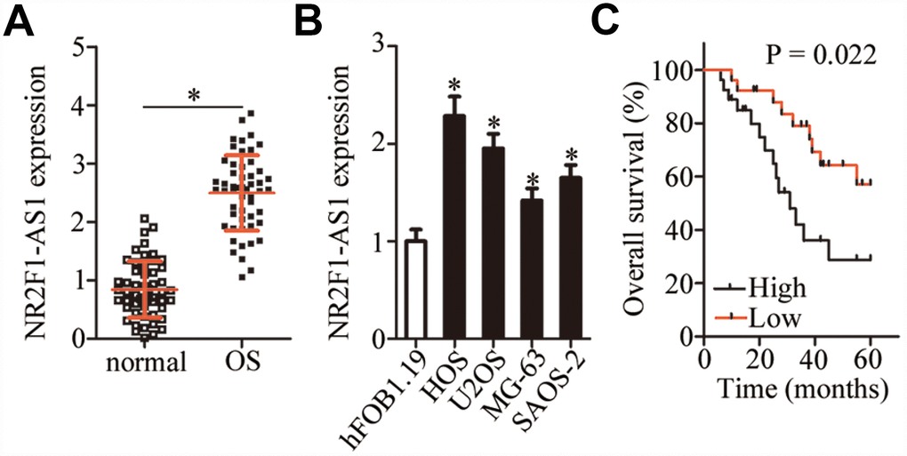 NR2F1-AS1 expression in OS tissue samples and cell lines. (A) NR2F1-AS1 expression in 53 pairs of OS tissue samples and adjacent normal tissues was analyzed by RT-qPCR. *P B) The expression of NR2F1-AS1 in four human OS cell lines (HOS, U2OS, MG-63, and SAOS-2) and normal osteoblasts (hFOB1.19) was tested by RT-qPCR. *P C) Correlation between NR2F1-AS1 expression and overall survival of patients with OS was determined by Kaplan–Meier analysis; n = 53, P = 0.022.