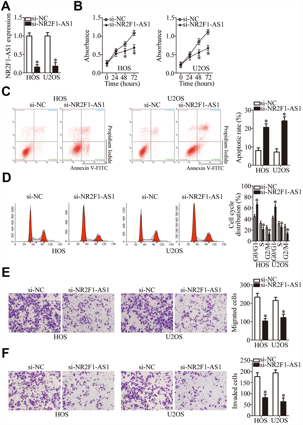 NR2F1-AS1 silencing inhibits the proliferation, migration, and invasiveness and promotes the apoptosis of HOS and U2OS cells. (A) Either si-NR2F1-AS1 or si-NC was transfected into HOS and U2OS cells. At 48 h after transfection, RT-qPCR analysis was performed to assess the transfection efficiency. *P B) The CCK-8 assay result showing cell proliferation status under the influence of the NR2F1-AS1 knockdown in HOS and U2OS cells. *P C) The apoptotic rate of HOS and U2OS cells after transfection with either si-NR2F1-AS1 or si-NC was detected by means of an Annexin V–FITC Apoptosis Detection Kit. *P D) Flow cytometry was carried out to examine the cell cycle status of HOS and U2OS cells after transfection with either si-NR2F1-AS1 or si-NC. *P E, F) Transwell migration and invasion assays quantified the migratory and invasive abilities of HOS and U2OS cells after the transfection of either si-NR2F1-AS1 or si-NC. *P 