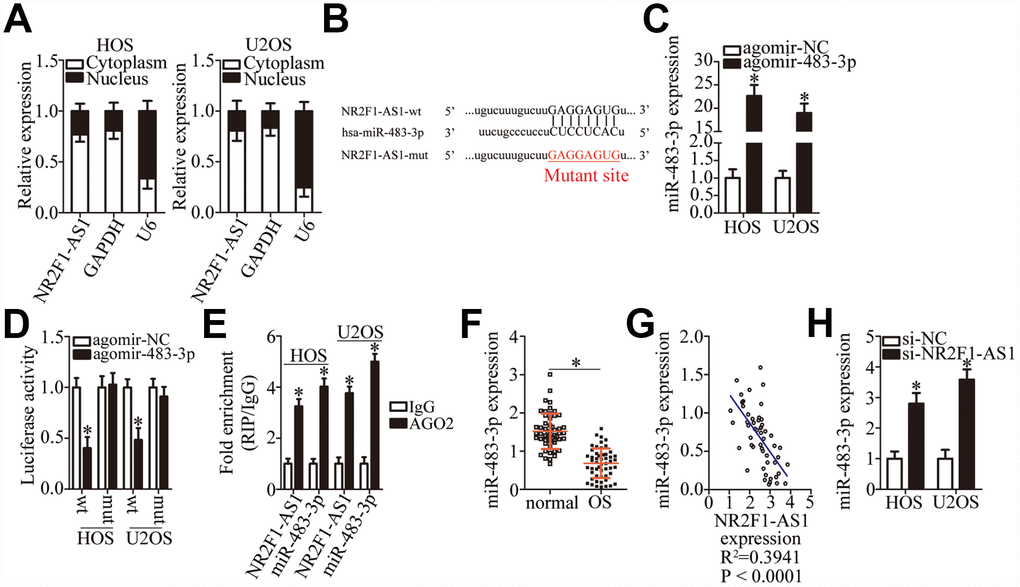 MiR-483-3p is a target of NR2F1-AS1 in OS cells. (A) Nuclear/cytoplasmic fractionation analysis of NR2F1-AS1 expression in HOS and U2OS cells. (B) A diagram of the wild-type and mutant binding sites for miR-483-3p in NR2F1-AS1. (C) RT-qPCR analysis was performed to determine miR-483-3p expression in HOS and U2OS cells that were transfected with either agomir-483-3p or agomir-NC. *P D) Either NR2F1-AS1-wt or NR2F1-AS1-mut was cotransfected with either agomir-483-3p or agomir-NC into HOS and U2OS cells. The luciferase reporter assay was performed at 48 h post-transfection to measure luciferase activity. *P E) The RIP assay was conducted to evaluate the direct interaction between agomir-483-3p and NR2F1-AS1. Agomir-483-3p and NR2F1-AS1 were both immunoprecipitated by the anti-AGO2 antibody from the lysates of HOS and U2OS cells. *P F) RT-qPCR was carried out to determine miR-483-3p expression in the 53 pairs of OS tissue samples and the adjacent normal tissues. *P G) The correlation between miR-483-3p and NR2F1-AS1 expression levels among the 53 OS tissue samples was determined via Spearman’s correlation analysis. R2 = 0.3941, P H) The expression of miR-483-3p in HOS and U2OS cells transfected with either si-NR2F1-AS1 or si-NC was measured by RT-qPCR. *P 