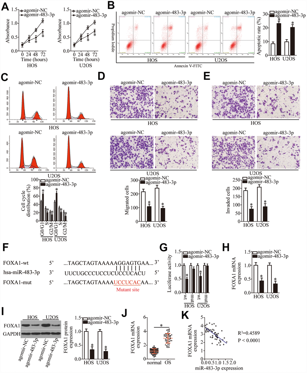 MiR-483-3p directly targets FOXA1 mRNA and plays tumor-suppressive roles in OS cells. HOS and U2OS cells were transfected with either agomir-483-3p or agomir-NC. The transfected cells were studied in functional experiments. (A) The proliferative ability of miR-483-3p–overexpressing HOS and U2OS cells was tested by the CCK-8 assay. *P B, C) The apoptosis rate and cell cycle status of HOS and U2OS cells were determined via flow-cytometric analysis after either agomir-483-3p or agomir-NC transfection. *P D, E) Transwell migration and invasion assays were used to assess the impact of miR-483-3p overexpression on the migration and invasiveness of HOS and U2OS cells. *P F) The predicted miR-483-3p–binding site in the 3′-UTR of the FOXA1 mRNA. The mutated binding sequence is also shown. (G) Either FOXA1-wt or FOXA1-mut along with either agomir-483-3p or agomir-NC was introduced into HOS and U2OS cells. After 48 h of transfection, firefly luciferase activity was measured and normalized to that of Renilla luciferase. *P H, I) The mRNA and protein levels of FOXA1 in HOS and U2OS cells that were transfected with either agomir-483-3p or agomir-NC were respectively examined by RT-qPCR and western blotting. *P J) The expression of FOXA1 mRNA in the 53 pairs of OS tissue samples and the adjacent normal tissues was tested via RT-qPCR analysis. *P K) The expression correlation between miR-483-3p and FOXA1 mRNA in the 53 OS tissues was analyzed through Spearman’s correlation analysis. R2 = 0.4589, P 