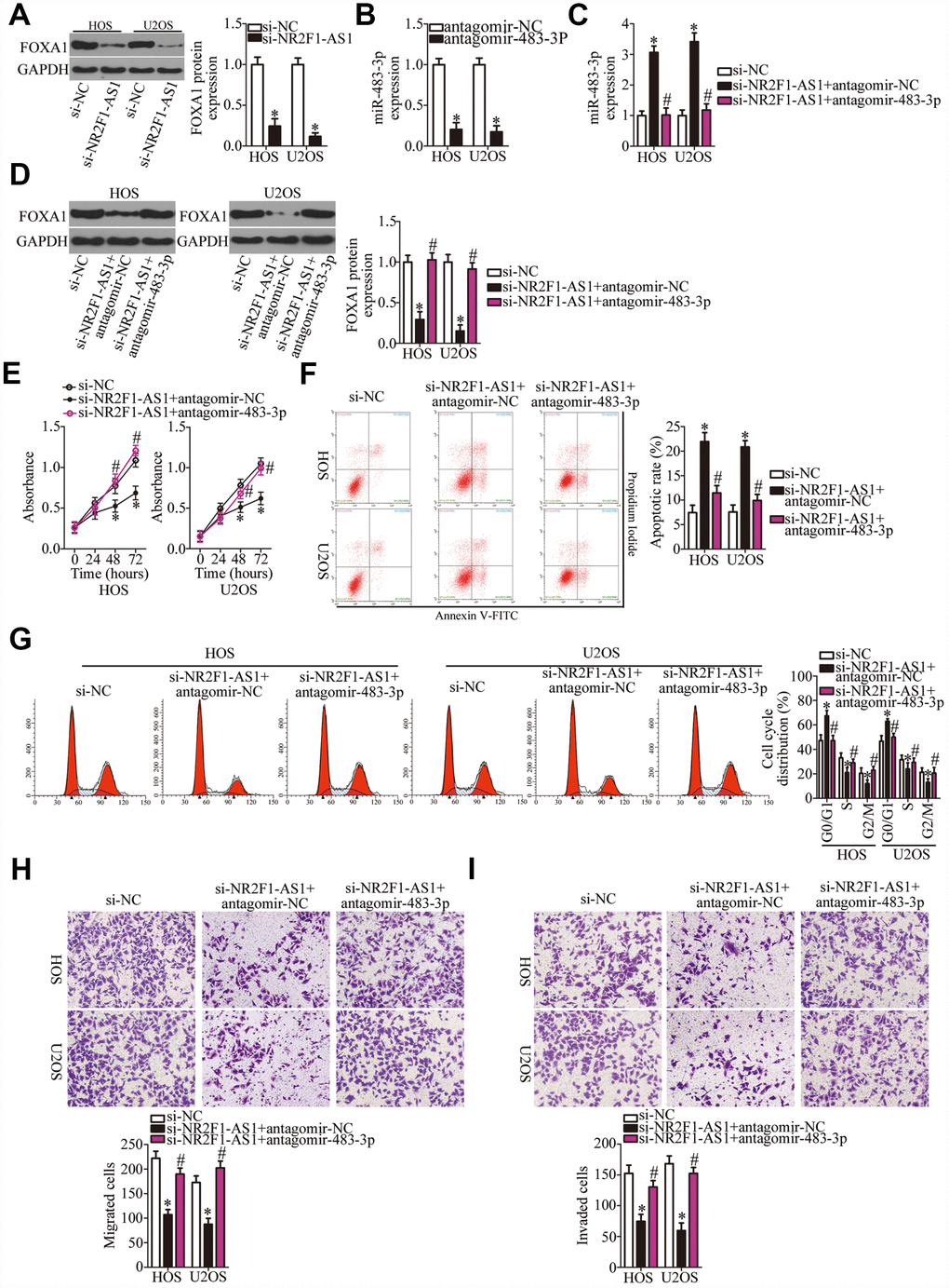 Inhibition of miR-483-3p weakens the effects of NR2F1-AS1 knockdown in OS cells. (A) Western blotting analysis of FOXA1 expression in NR2F1-AS1–deficient HOS and U2OS cells. *P B) HOS and U2OS cells were transfected with either antagomir-483-3p or antagomir-NC. After 48 h of transfection, total RNA was isolated from the cells and used for quantitation of miR-483-3p. *P C, D) Si-NR2F1-AS1 along with either antagomir-483-3p or antagomir-NC was introduced into HOS and U2OS cells. The expression levels of miR-483-3p and of the FOXA1 protein in the transfected cells were respectively measured by RT-qPCR and western blotting. *P #P E–I) The proliferation, apoptotic rate, cell cycle distribution, migration, and invasiveness of the aforementioned cells were determined by the CCK-8 assay, flow cytometry, and transwell migration and invasion assays, respectively. The decrease in cell proliferation, increase in apoptosis, cell cycle arrest, and inhibition of cell migration and invasion were partially reversed by miR-483-3p knockdown. *P #P 