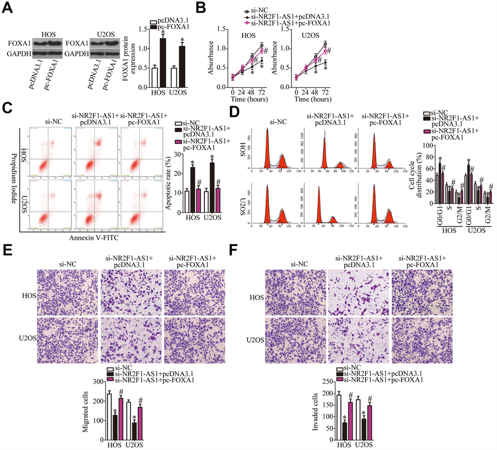 The actions of the NR2F1-AS1 knockdown in OS cells are neutralized by recovery of FOXA1. (A) The efficiency of pc-FOXA1 transfection was assessed via western blotting. *P B–F) HOS and U2OS cells were cotransfected with si-NR2F1-AS1 and either pc-FOXA1 or the empty pcDNA3.1 vector. The CCK-8 assay, flow cytometry, and Transwell migration and invasion assays were conducted to quantitate cellular proliferation, apoptosis, cell cycle distribution, migration, and invasion. *P #P 
