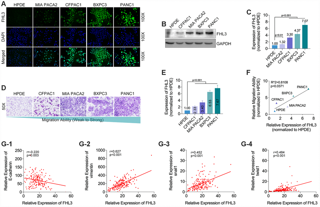 The expression level of FHL3 referred to EMT makers and metastasis in pancreatic cancer cells. (A) IF assay showed the expression level of FHL3 in four pancreatic cell lines and one normal pancreas cell line, and the expression rank was: PANC1>BXPC3>CFPAC1>MIA PACA2>HPDE. (B and C) WB assay showed the same results, and PANC1 and BXPC3 held the highest expression level of FHL3, which were more than 4-fold higher when compared to HPDE, pD and E) transwell assay for evaluating the migration ability in four pancreatic cell lines and one normal pancreas cell line, in which the migration rank was: PANC1>BXPC3>MIA PACA2>CFPAC1> HPDE. (F) linear relationship fitting analysis showed migration ability was correlate with the expression level of FHL3, r=0.8108, p=0.0371. TCGA data analysis showed FHL3 was negatively correlated to expression level of EMT maker E-cadherin (G1) (r=-0.220, p=0.003), and passively correlated to EMT maker vimentin (G2)(r=0.627, pG3) (r=0.452, p3) and twist1 (G4) (r=0.484, p