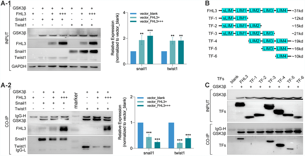 LIM-3 was the pivotal domain for FHL3 competitively binding to GSK3β. (A1 and A2) Transfection with GSK3β, FHL3 (+:5ug, +++:15ug), snail1 and twist1 in HEK293T for 48h followed by CO-IP assay, which showed the higher FHL3 expression was accompanied with the higher expression of snail1 and twist1, pB) Truncated forms form FHL3. (C) Transfection with GSK3β and truncated forms for 48h in HEK293T cells, and the CO-IP assay showed only truncated forms which containing LIM-3 domain could bind with GSK3β.