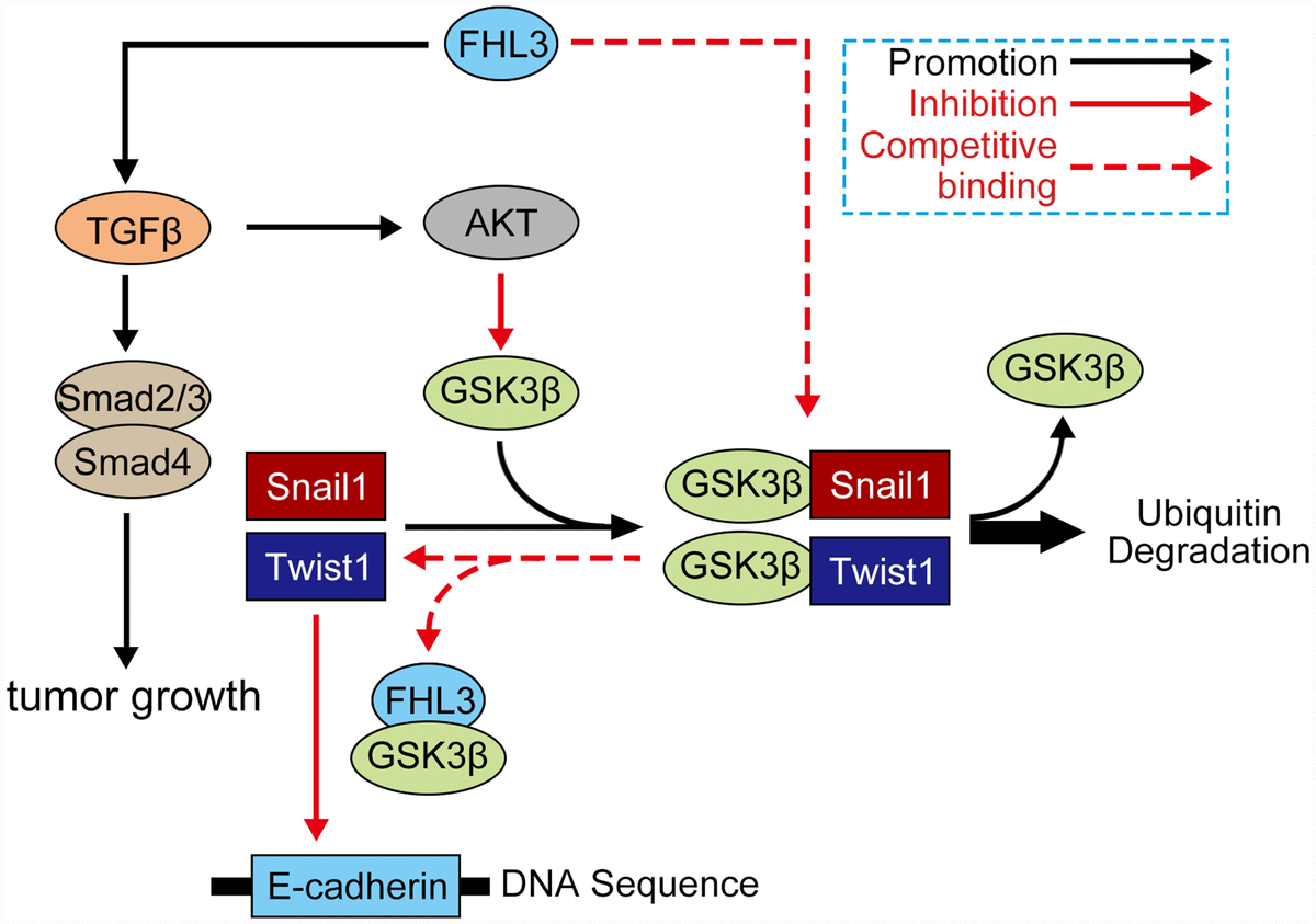 FHL3 promotes pancreatic cancer invasion and metastasis through