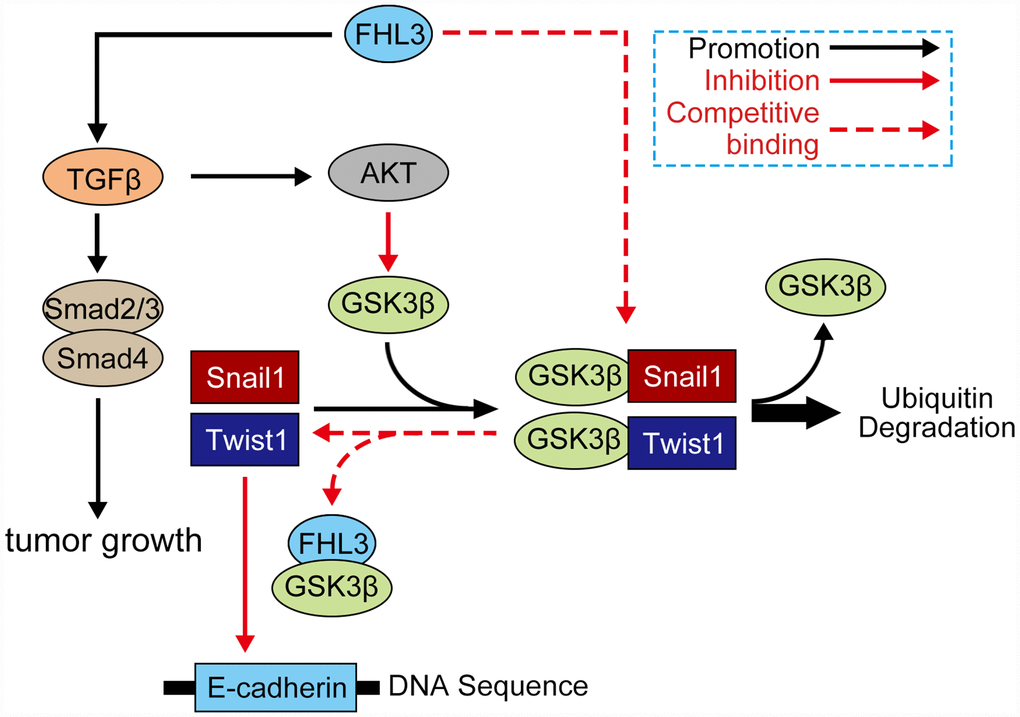 Mechanism of FHL3 in regulation of EMT process. Protein which involved in signaling: AKT (AKT, ser437-AKT), GSK3β (GSK3β, ser9-GSK3β, try216-GSK3β), FHL3, snail1, twist1, TGFβ1, smad (smad2/3, smad4), and E-cadherin.