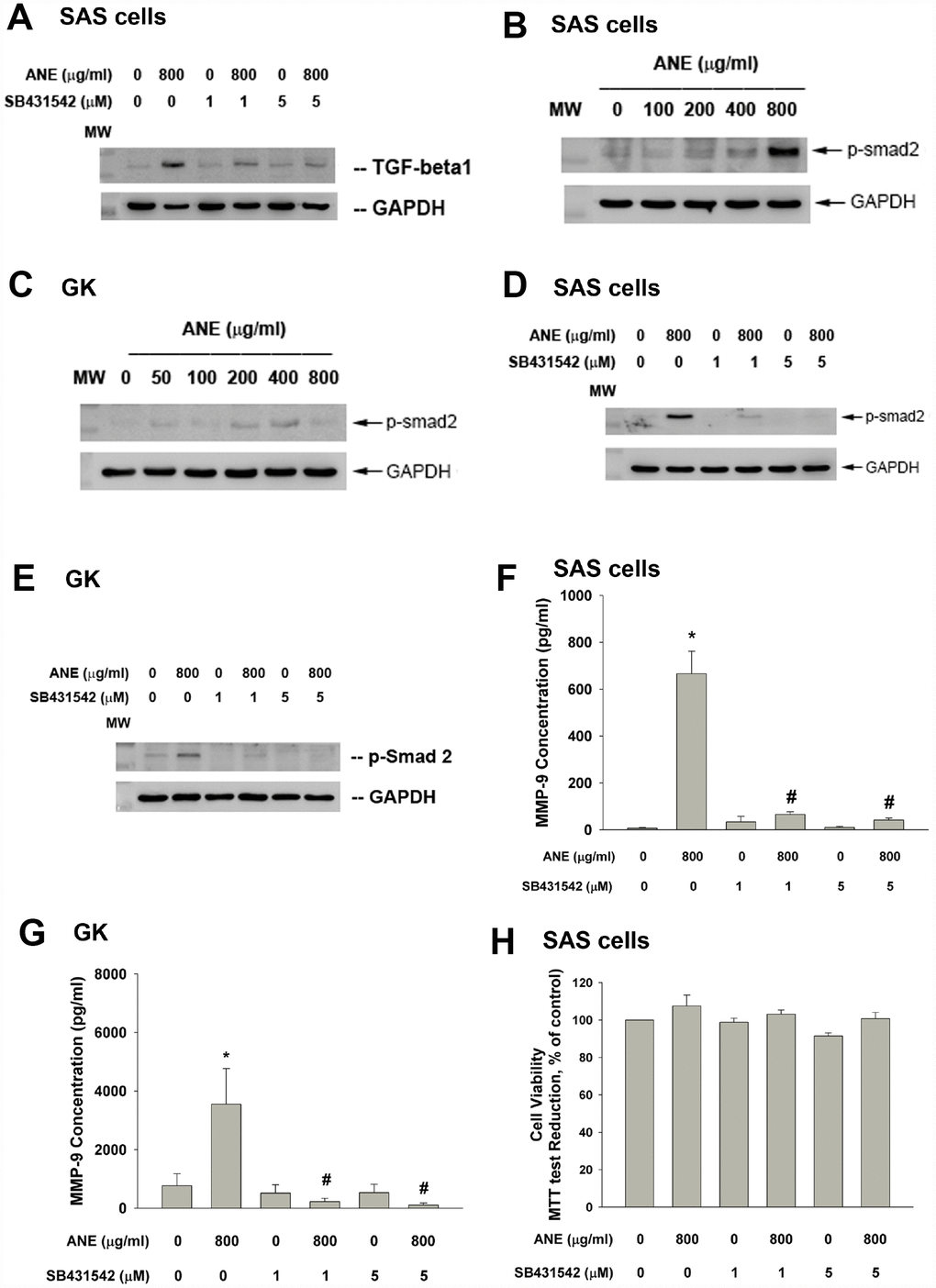 Role of TGF-β and Smad2 signaling on ANE-induced MMP-9 expression/secretion of oral epithelial cells. (A) Stimulation of TGF-β protein expression of SAS cells by ANE (800 μg/ml) and its attenuation by SB431542 (1 and 5 μM), (B) ANE (100-800 μg/ml) stimulated Smad2 phosphorylation of SAS cells after 24-hr of exposure, (C) ANE (50-800 μg/ml) stimulated Smad2 phosphorylation of GK after 24-hr of exposure, (D) SB431542 (1 and 5 μM) attenuated the ANE (800 μg/ml)-induced p-Smad2 expression of SAS cells, (E) SB431542 attenuated the ANE (800 μg/ml)-induced p-Smad2 expression of GK, (F) SB431542 prevented the ANE (800 μg/ml)-induced MMP-9 secretion of SAS cells, (G) SB431542 prevented the ANE (800 μg/ml)-induced MMP-9 secretion of GK, (H) SB431542 showed little effect on ANE (800 μg/ml)-induced cytotoxicity of SAS cells (as % of control, 100%). *denotes statistically significant difference when compared with control. #denotes statistically significant difference when compared with ANE-treated group.